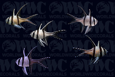 WWC FISH