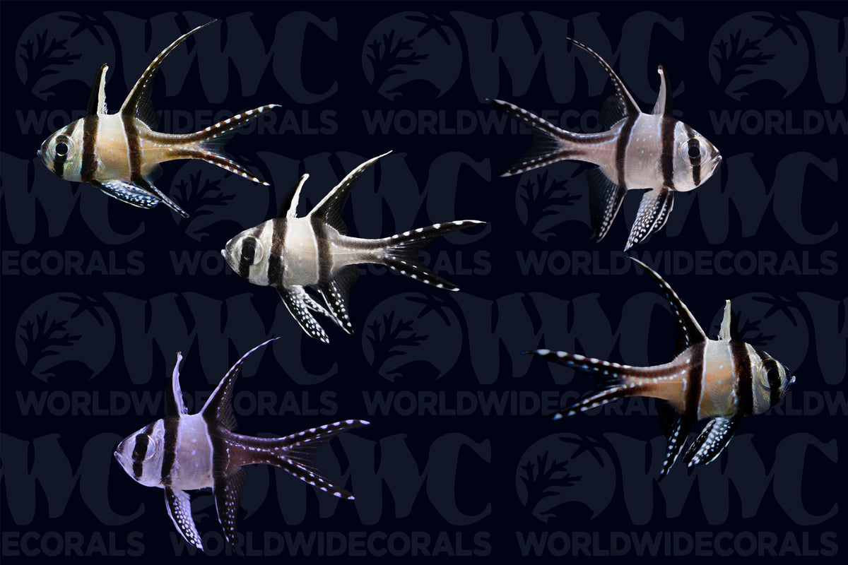Banggai Cardinalfish - Aquacultured (5-Lot) - Thailand