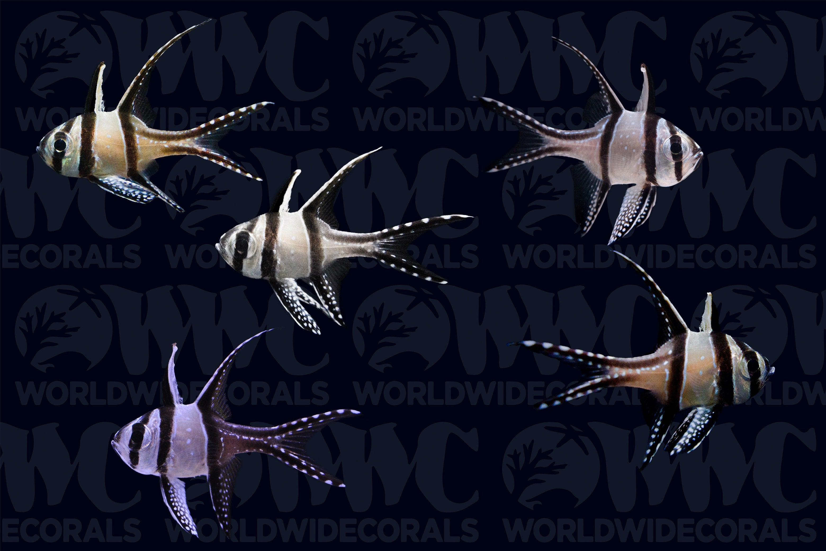 Banggai Cardinalfish - Aquacultured (5-Lot) - Thailand