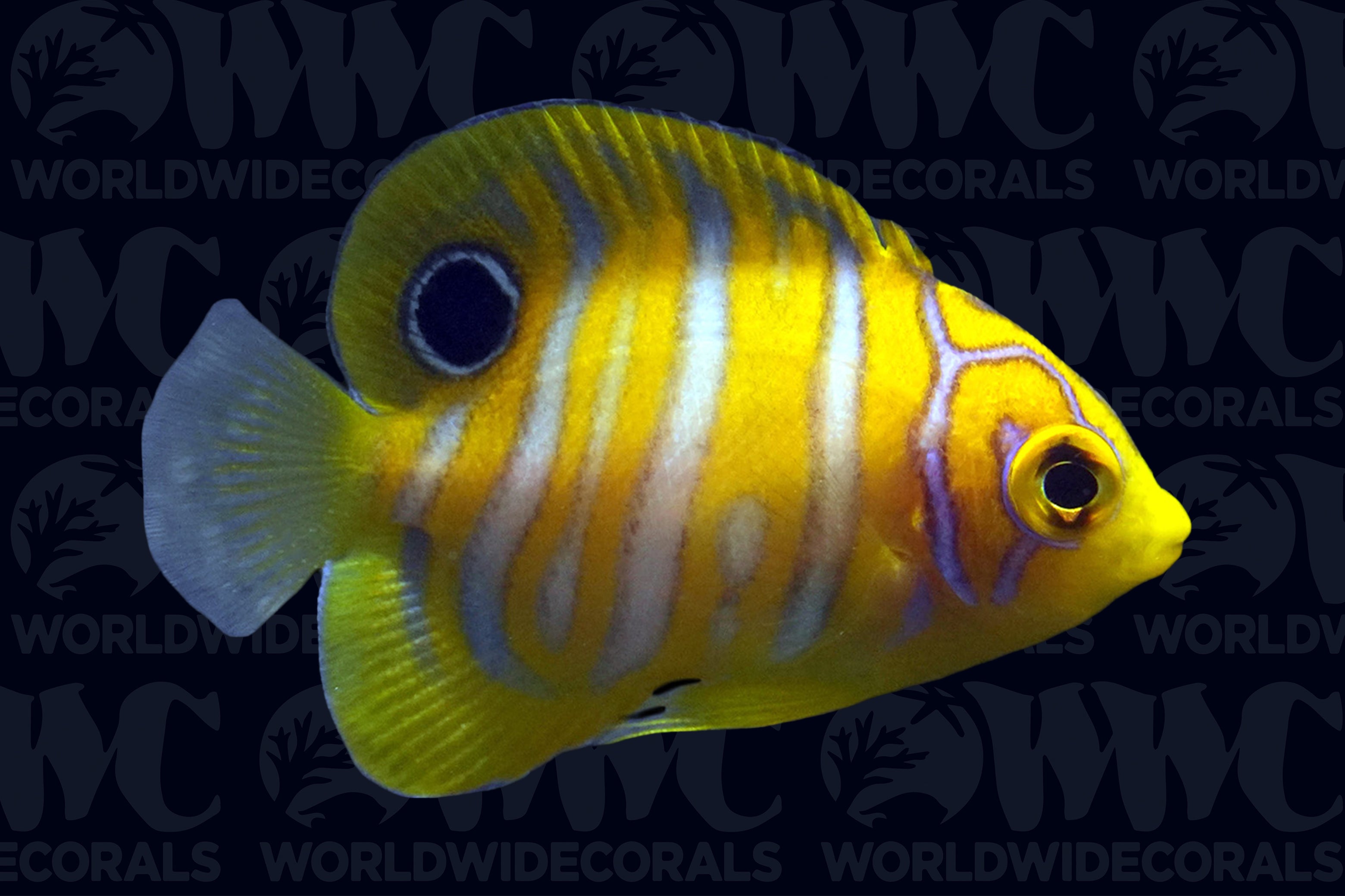 Regal Angelfish - Juvenile - Aquacultured - Bali Aquarich - Indonesia