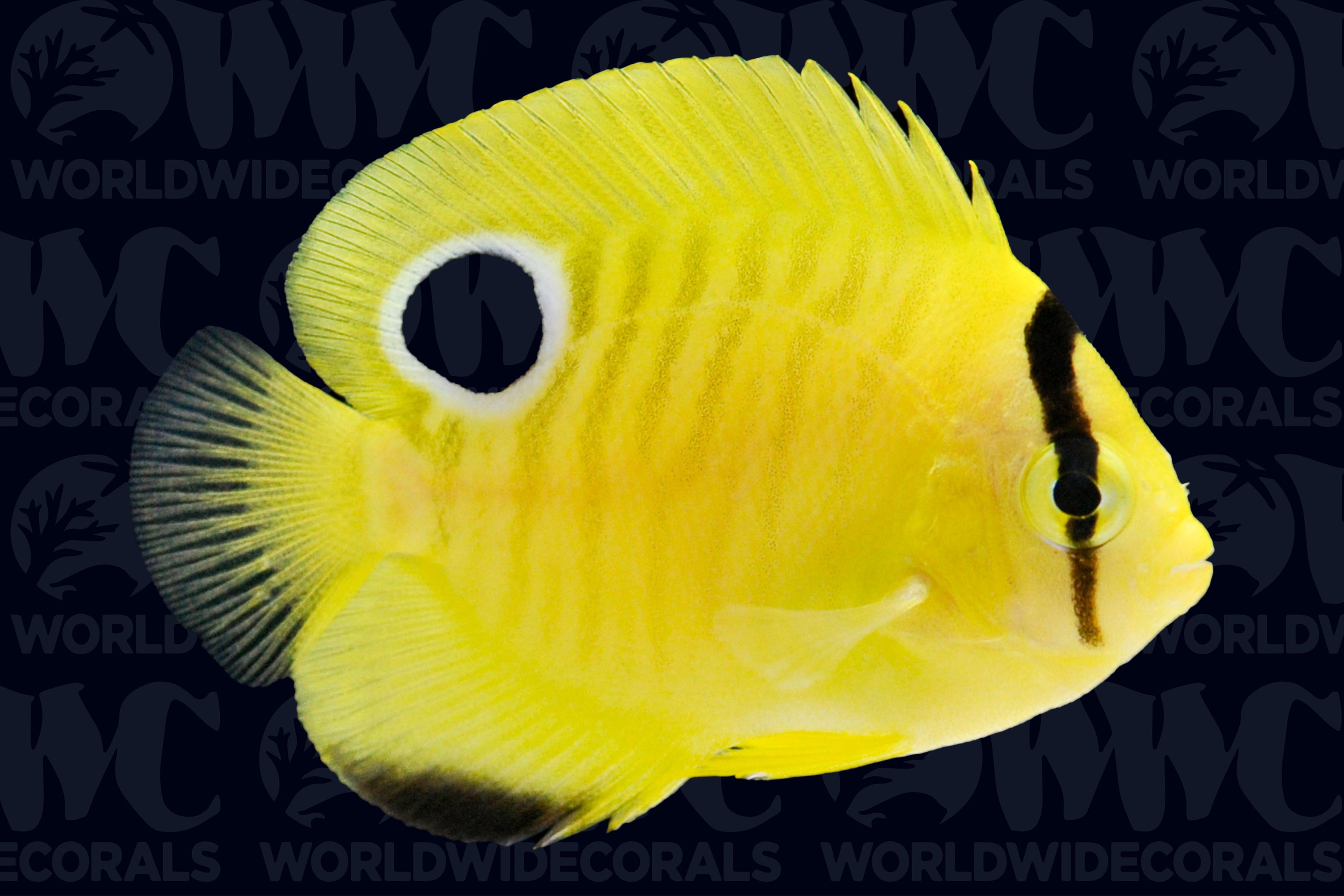 Goldflake Angelfish - Juvenile - Aquacultured - Bali Aquarich - Indonesia