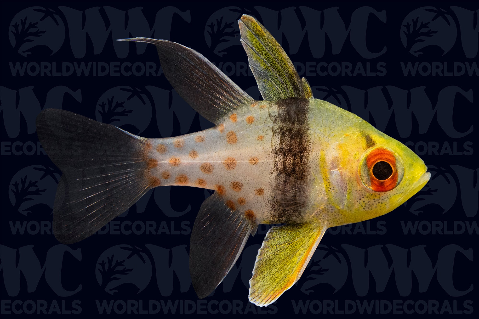 Pajama Spotted Cardinalfish - Aquacultured - Thailand