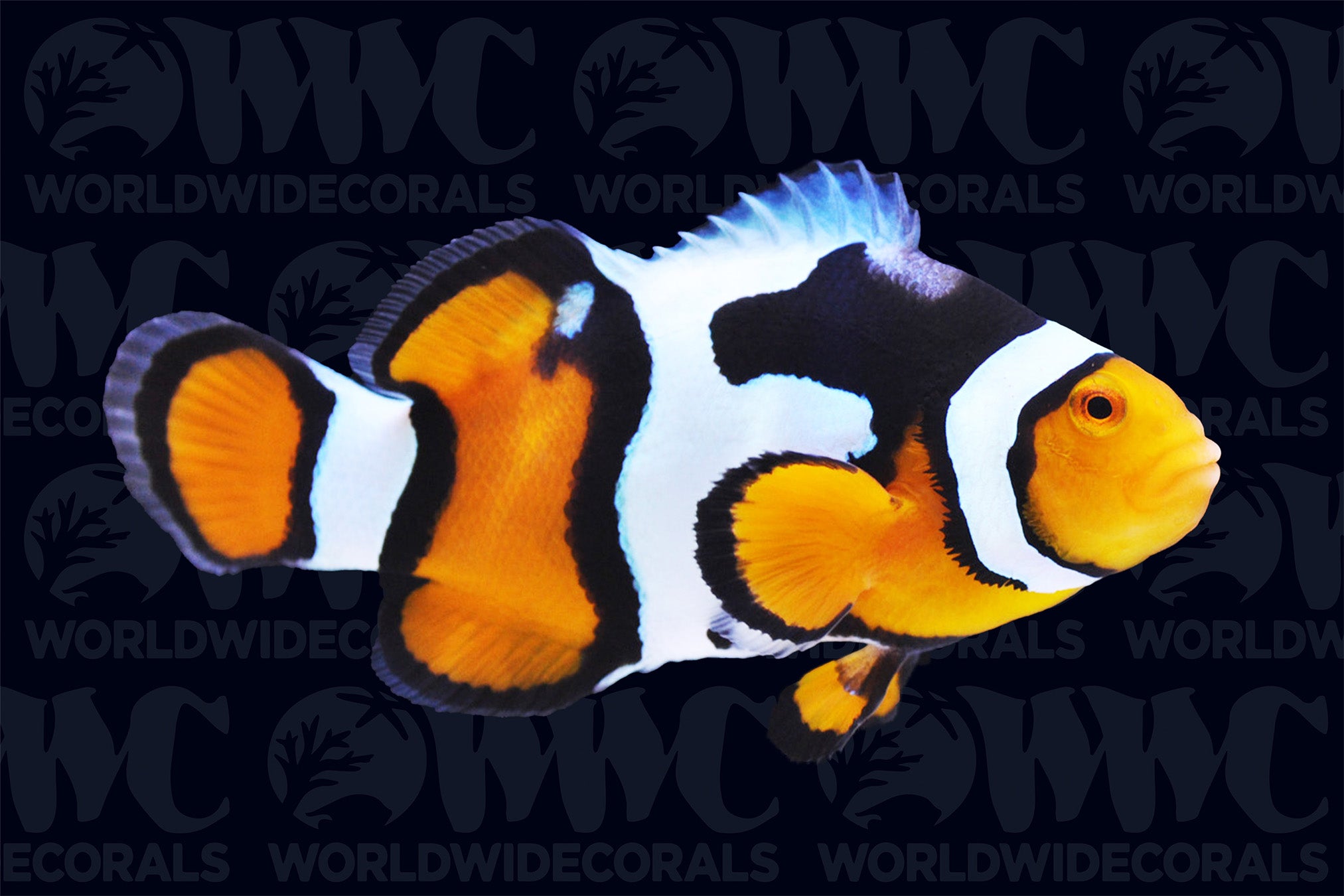 Premium Picasso Percula Clownfish - Aquacultured - USA