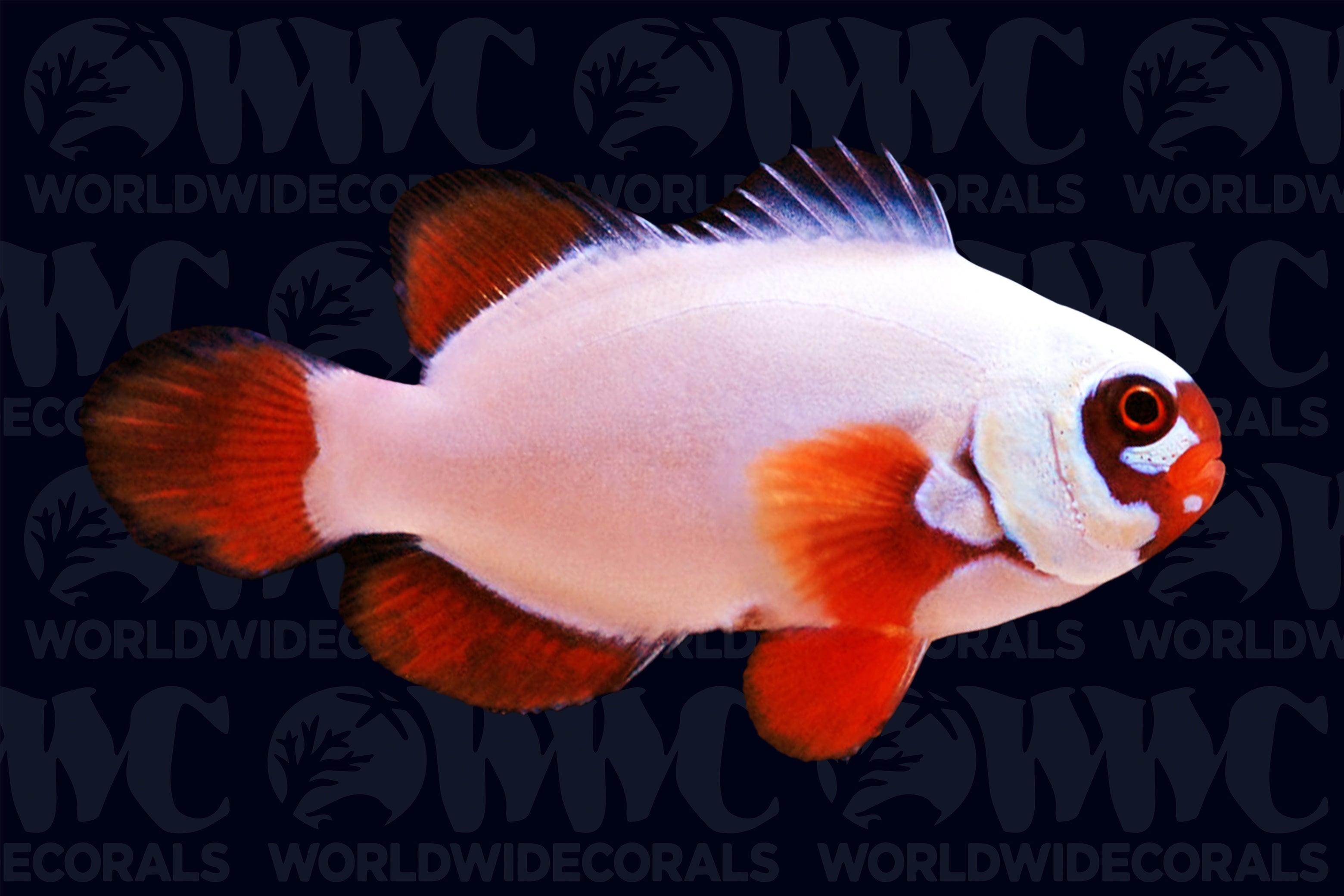 Gold Nugget Maroon Clownfish - Aquacultured - USA