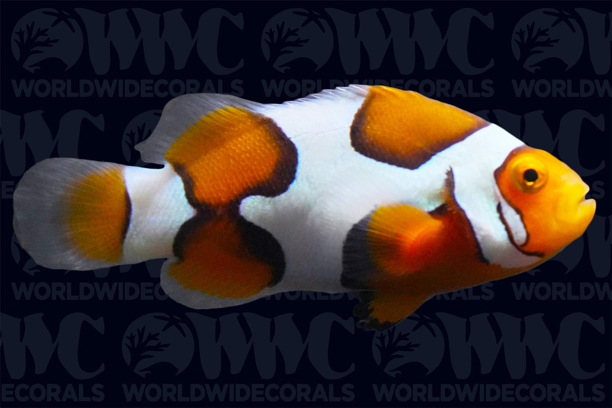 Frostbite Ocellaris Clownfish - Aquacultured - USA
