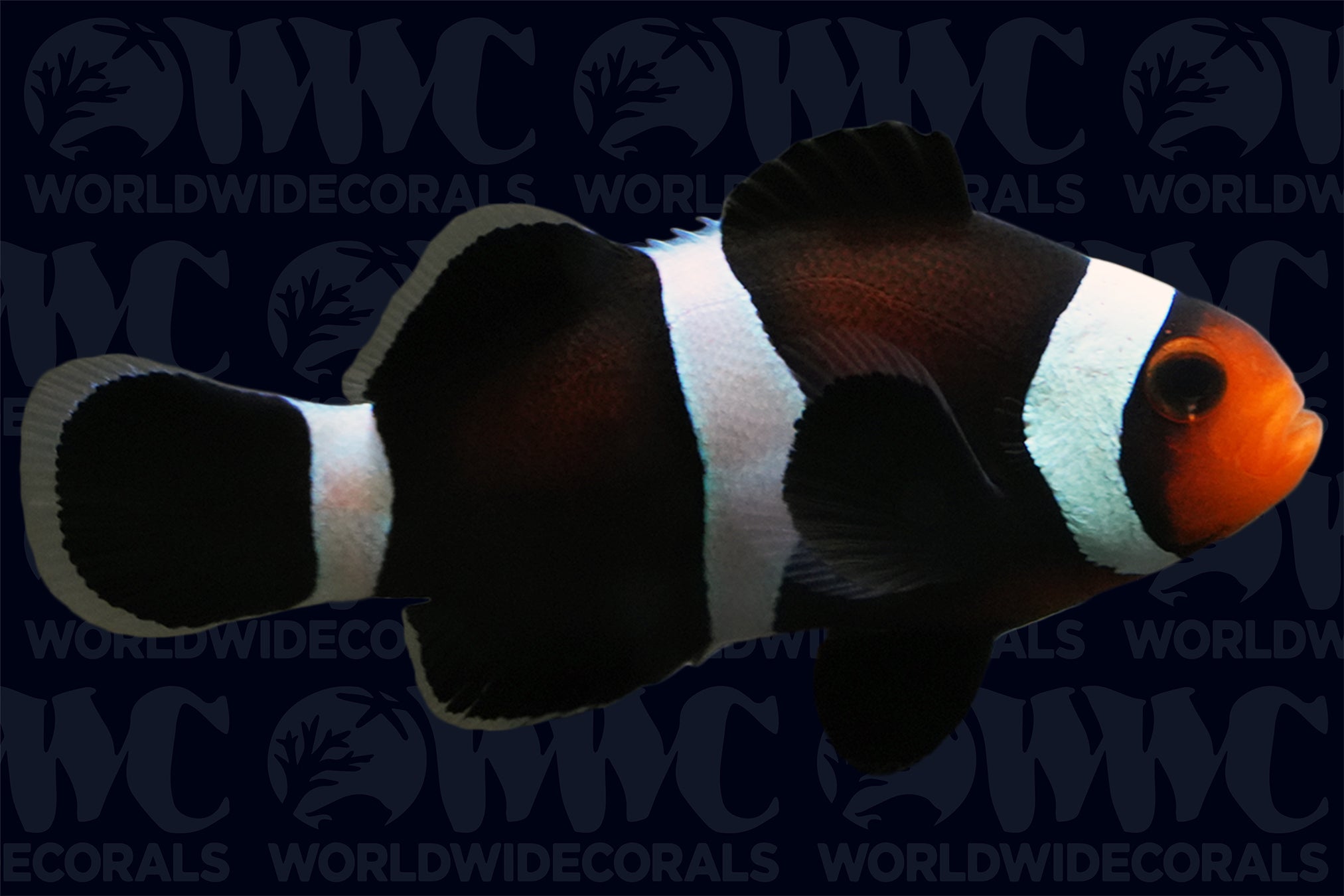 Darwin Ocellaris Clownfish - Aquacultured  - USA