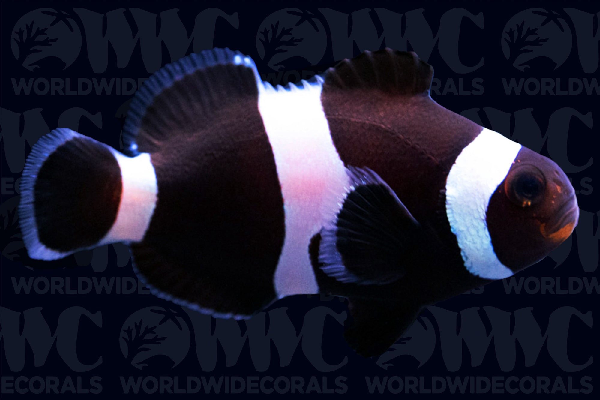 Darwin Ocellaris Clownfish - Aquacultued - USA