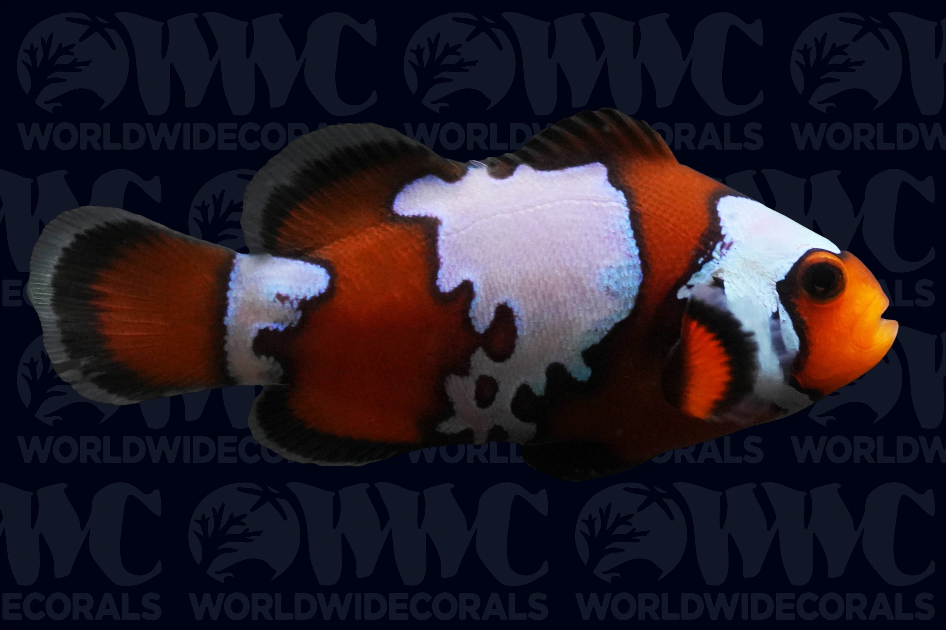 Black Ice Clownfish - Aquacultured - USA