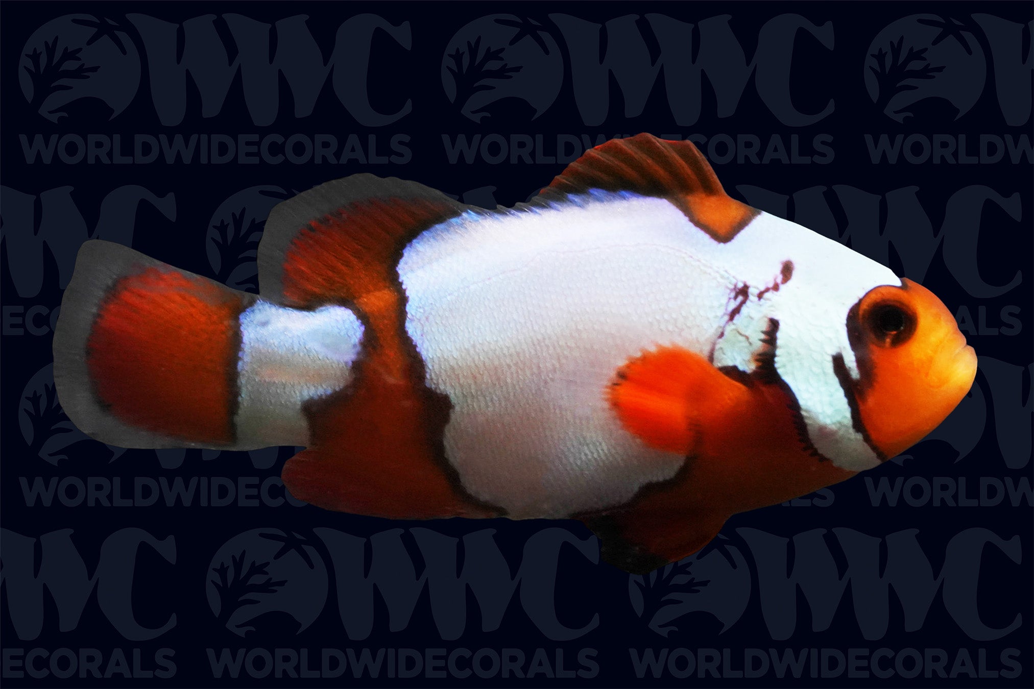 Premium Snowflake Ocellaris Clownfish - Aquacultured - USA