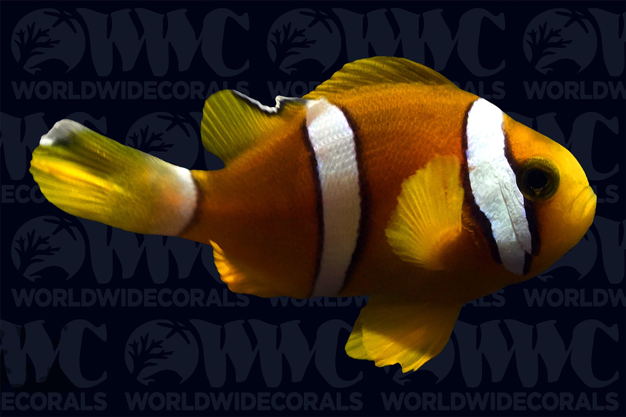 Maldives Black Pearl Clarkii Clownfish - Juvenile - Aquacultured - USA