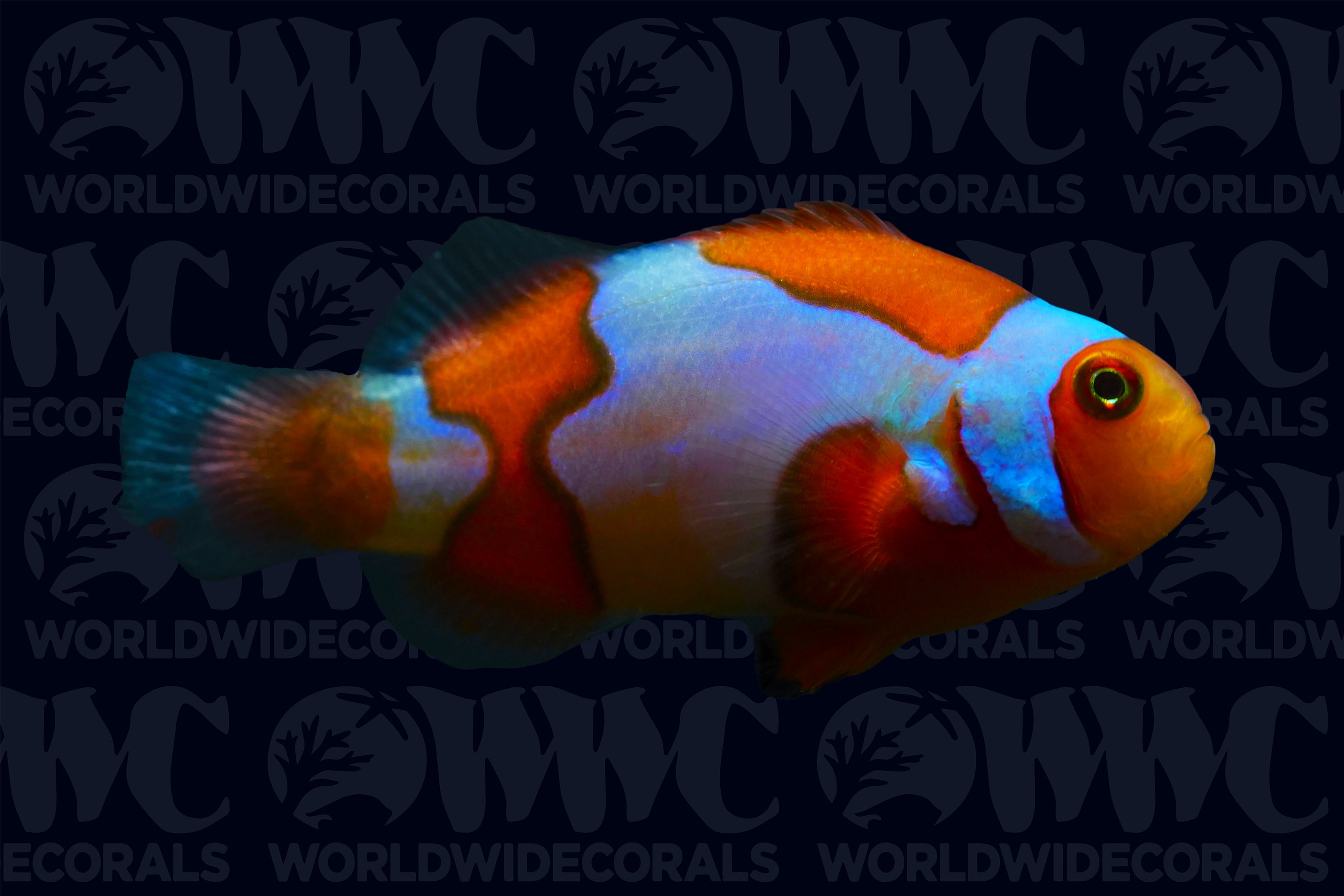 Picasso Percula Clownfish - Aquacultured - U.S.A.