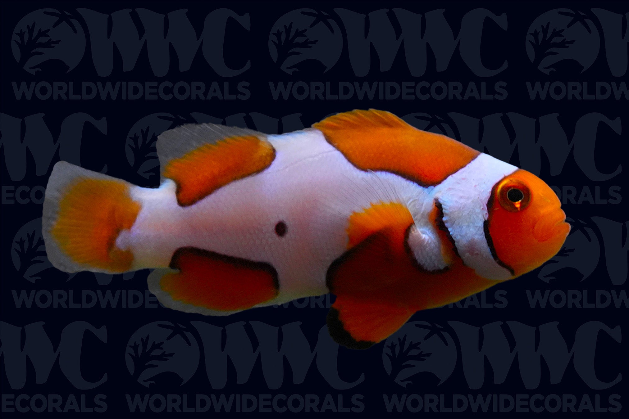 Picasso Percula Clownfish - Aquacultured - U.S.A.