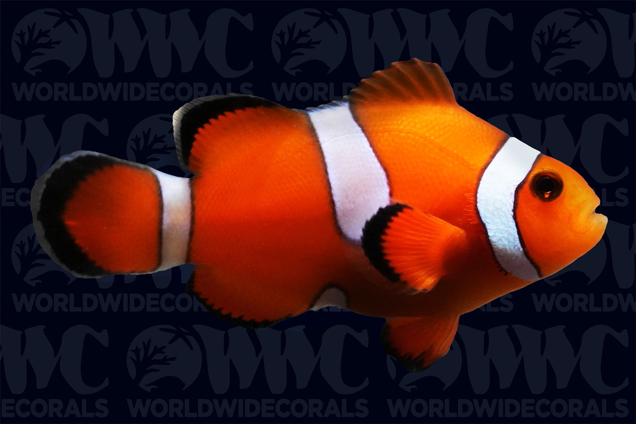 Misbar Ocellaris Clownfish - Aquacultured - USA