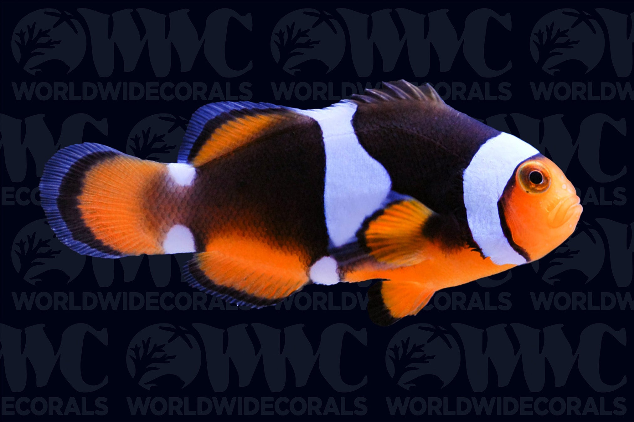 Misbar Percula Clownfish - Aquacultured - USA