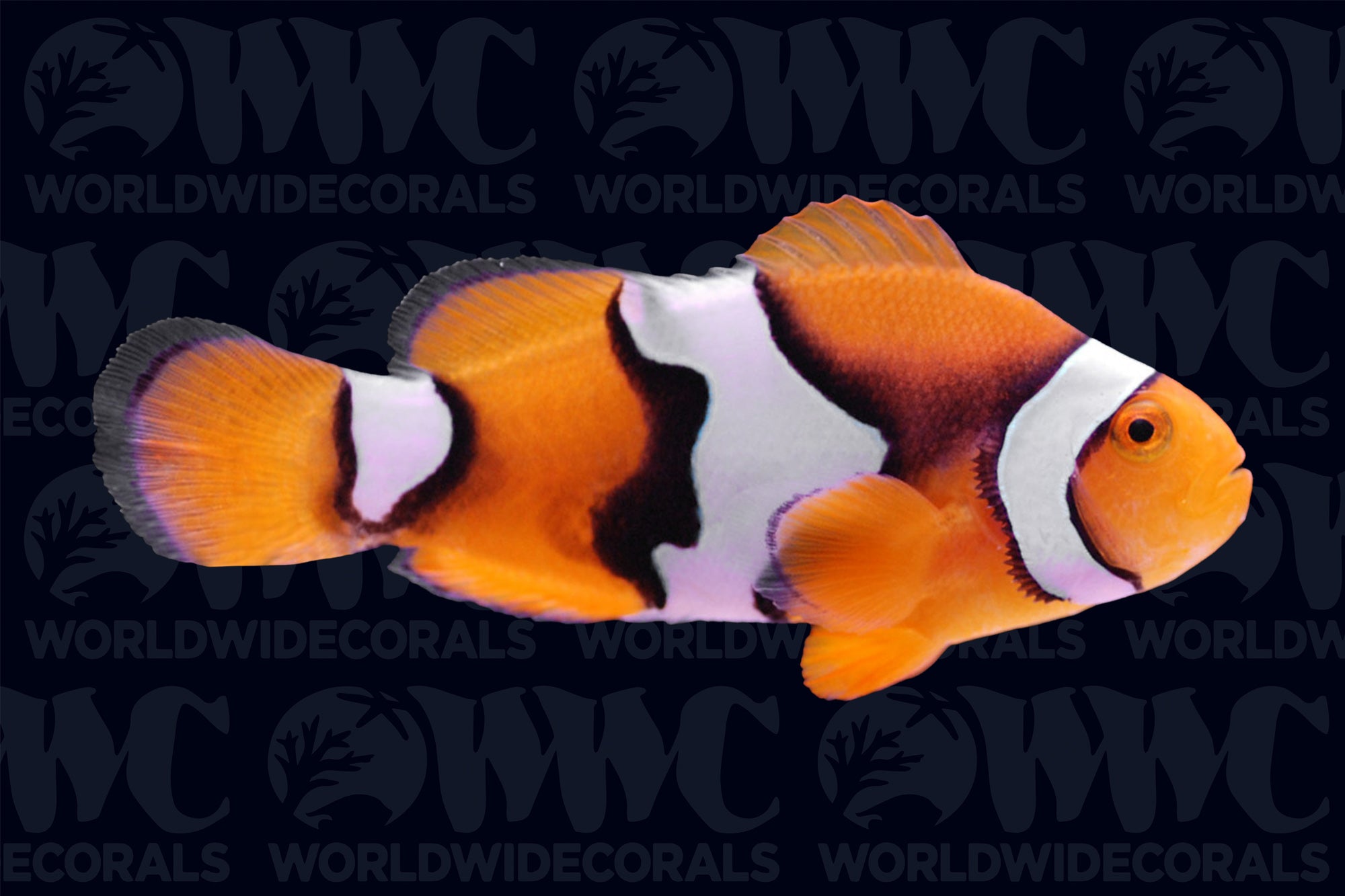 Semi Picasso Percula Clownfish - Aquacultured - USA