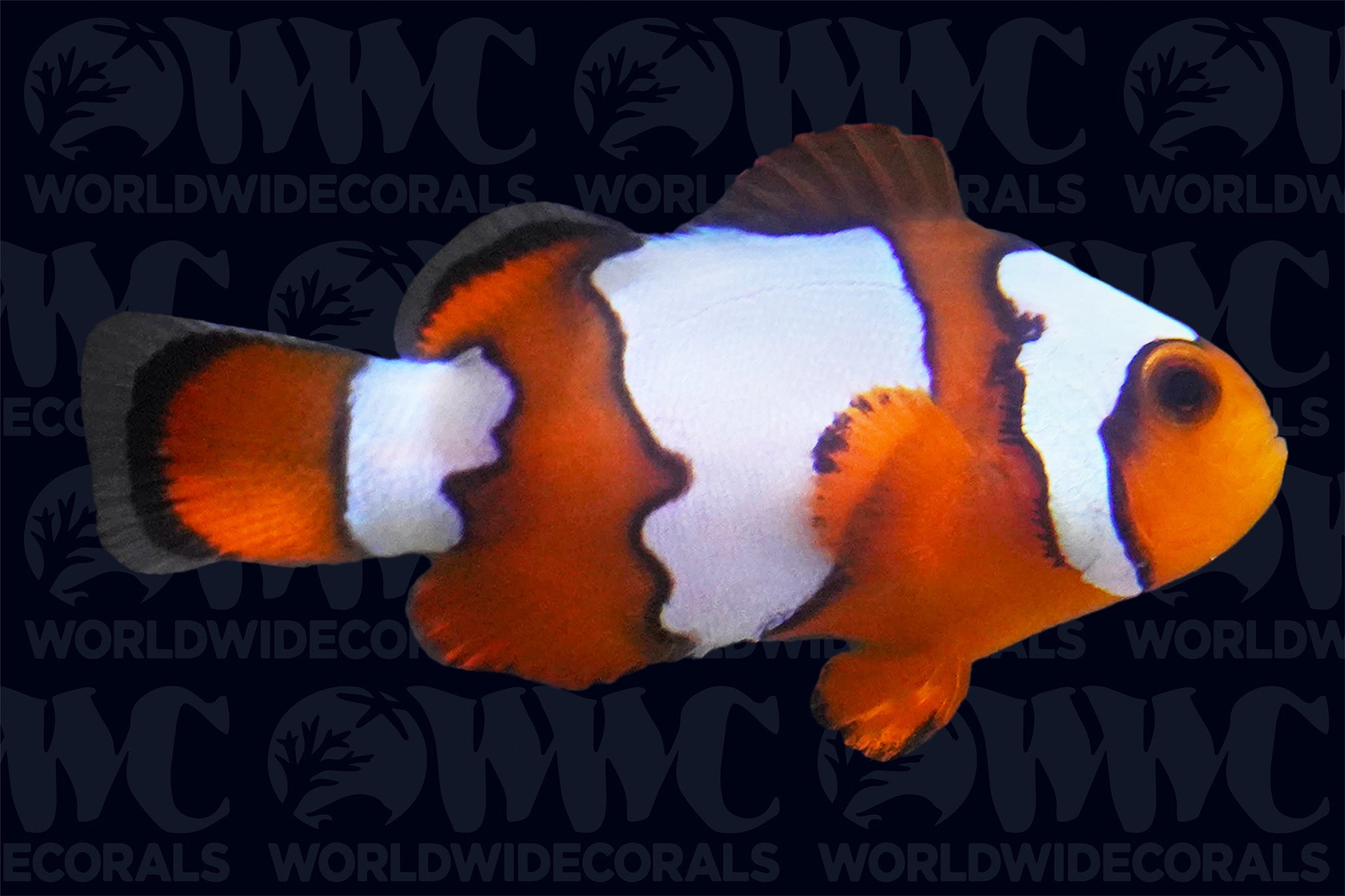 Snowflake Ocellaris Clownfish - Aquacultured - USA