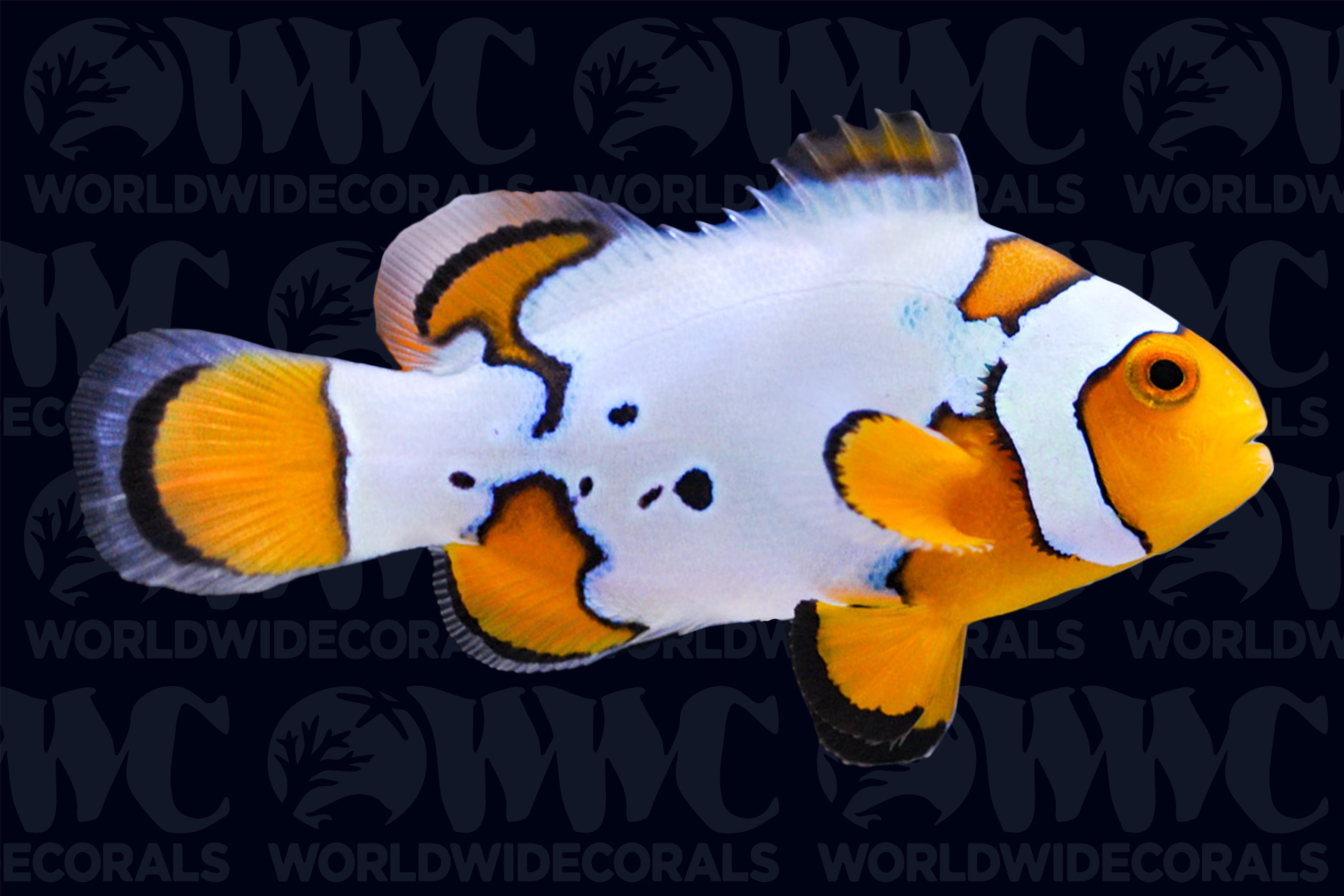 Extreme Snow Onyx Percula Clownfish - Aquacultured - Bali Aquarich - Indonesia