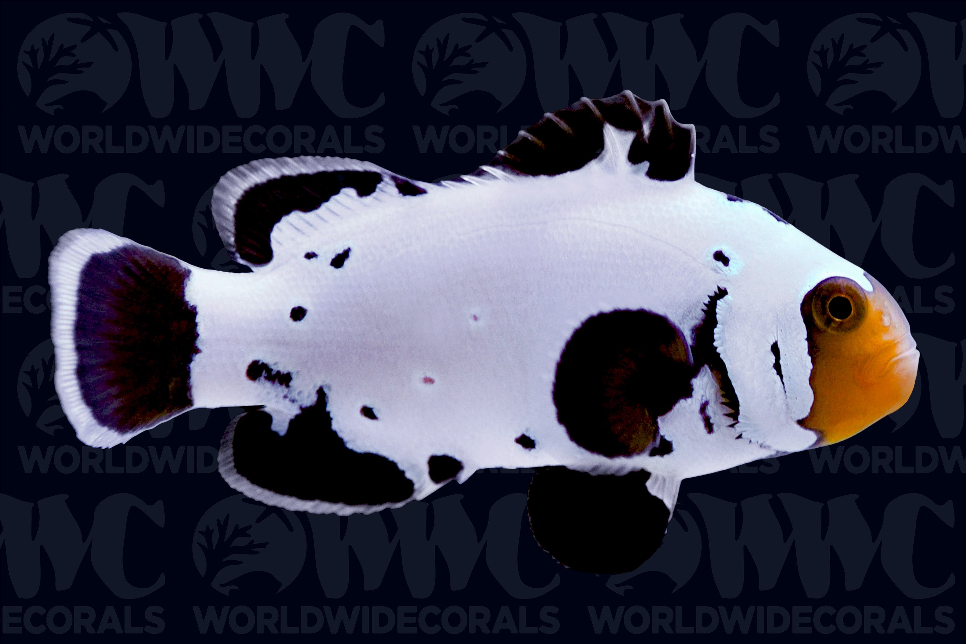 Black Ice Grade A Ocellaris Clownfish - Aquacultured Bali Aquarich - Indonesia