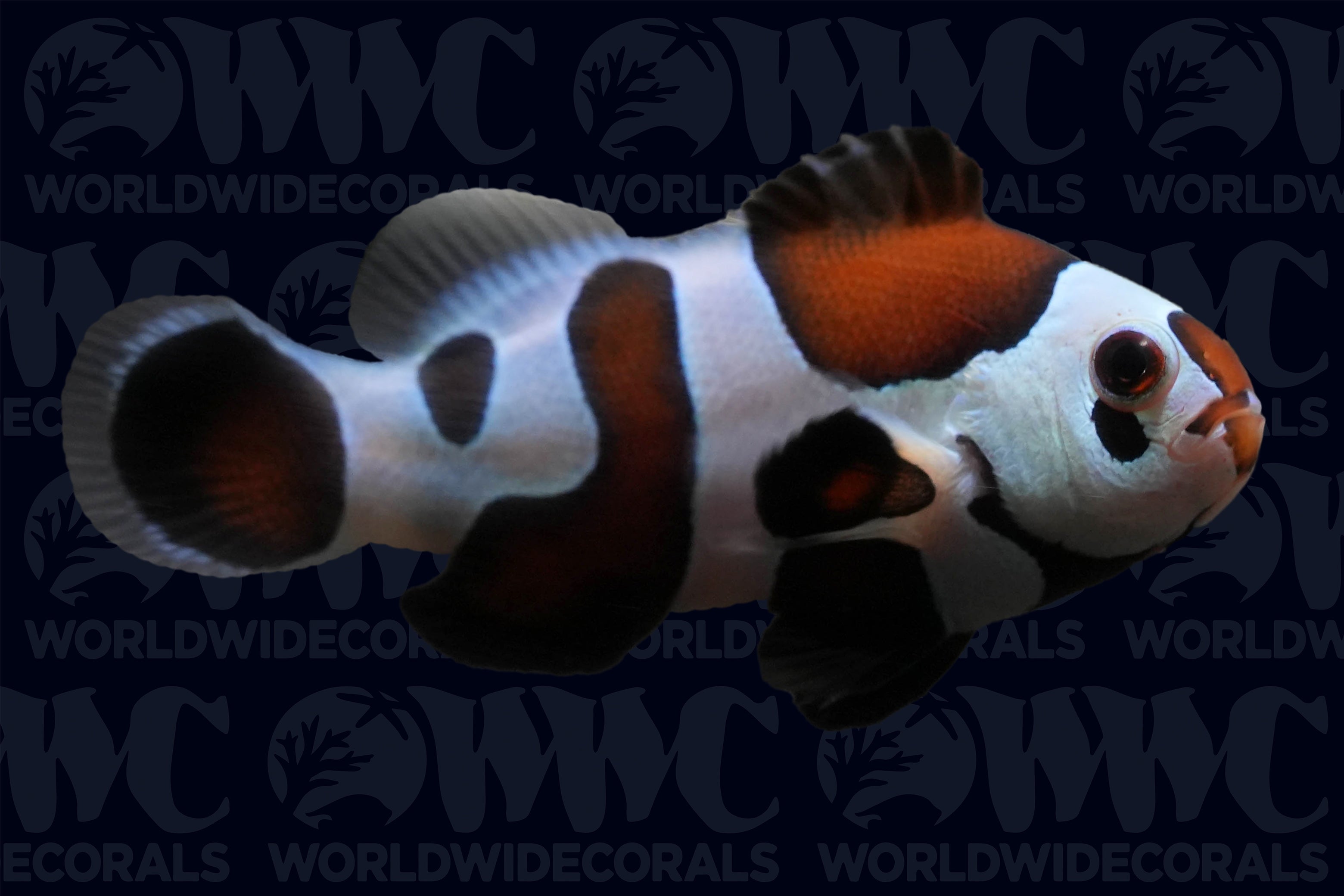 Mocha Storm Ocellaris Clownfish - Aquacultured - USA