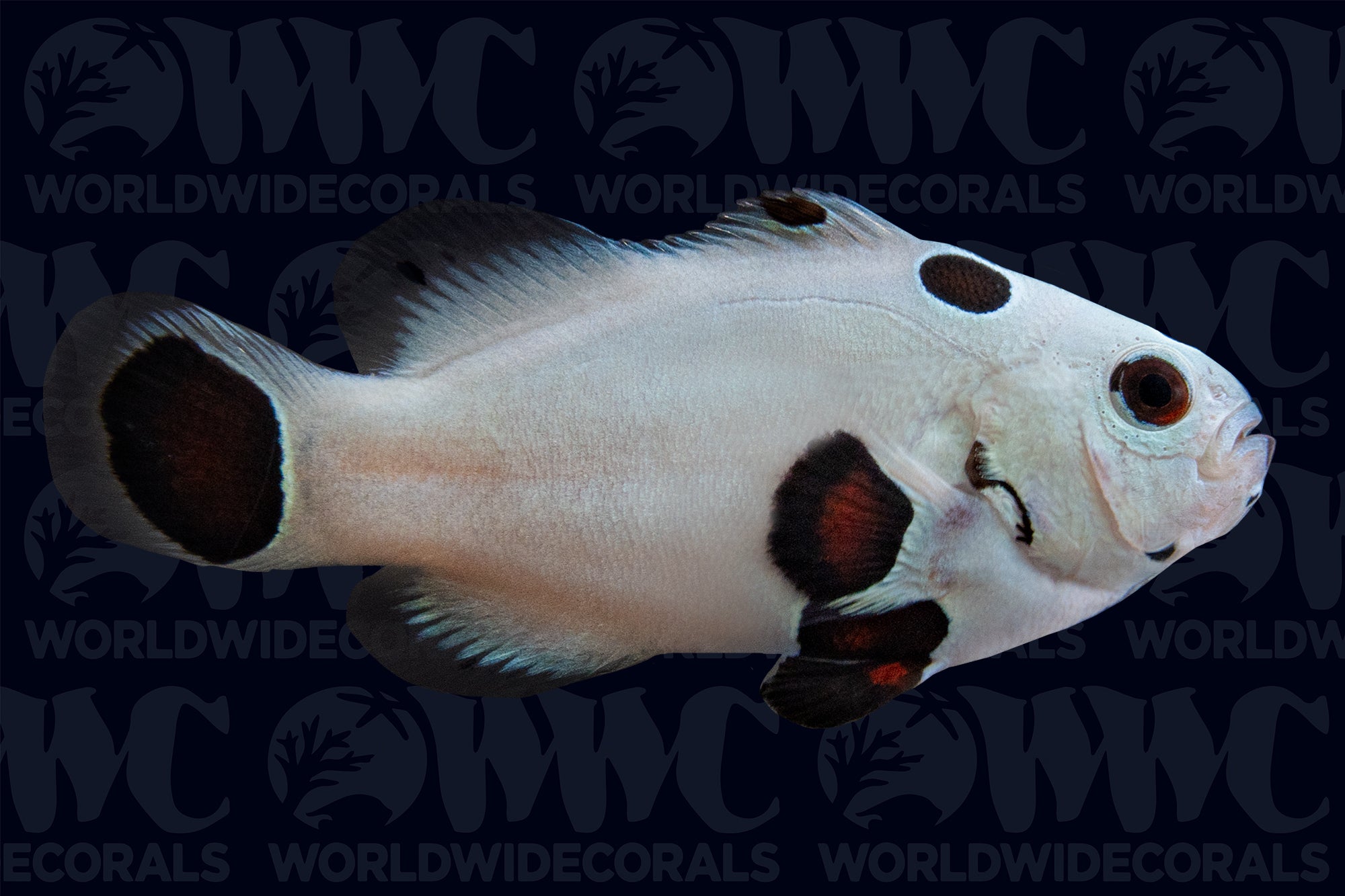 Ice Storm Ocellaris Clownfish - Aquacultured - USA (QM Labs)