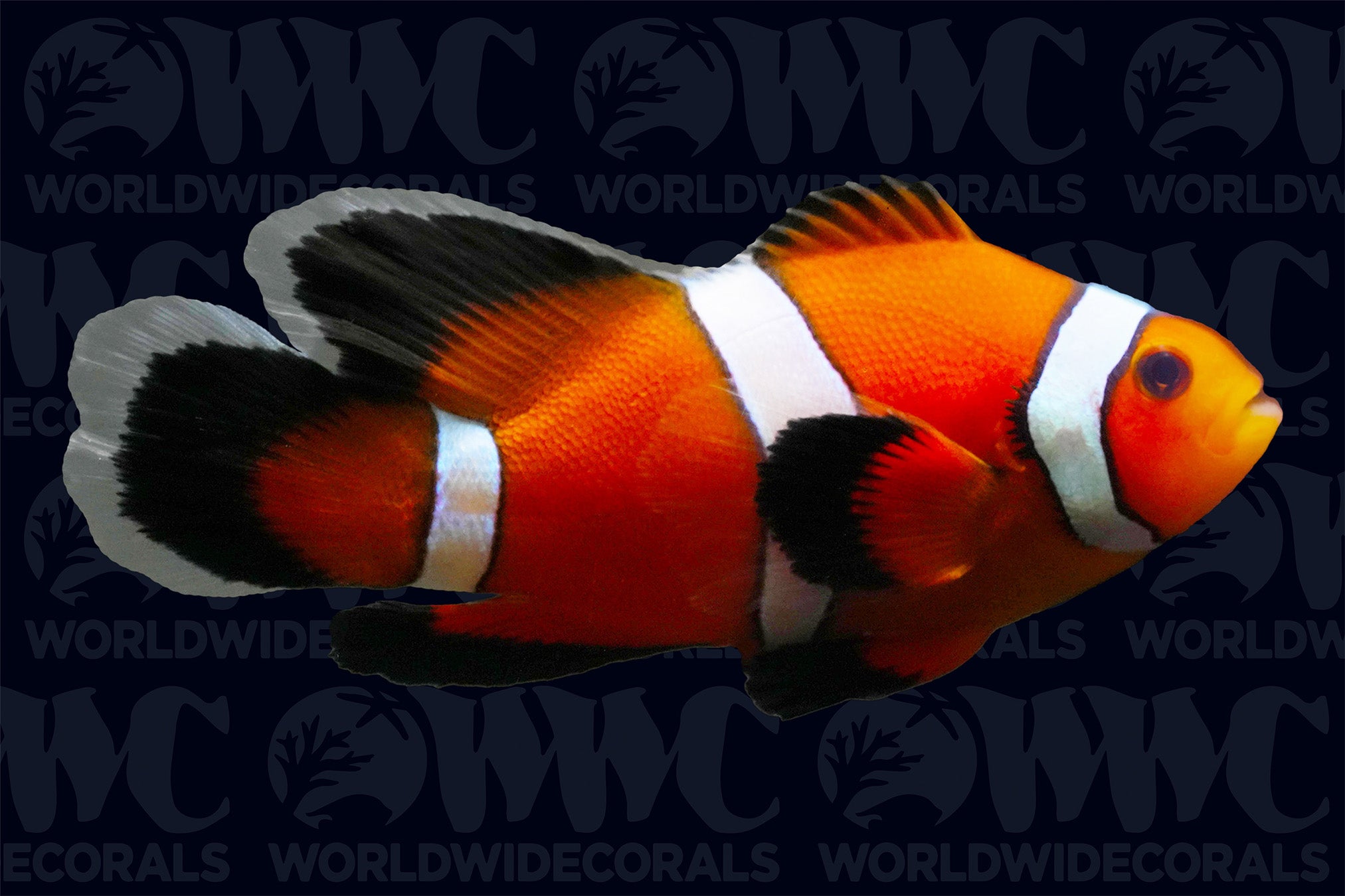 Longfin Ocellaris Clownfish - Aquacultured - USA