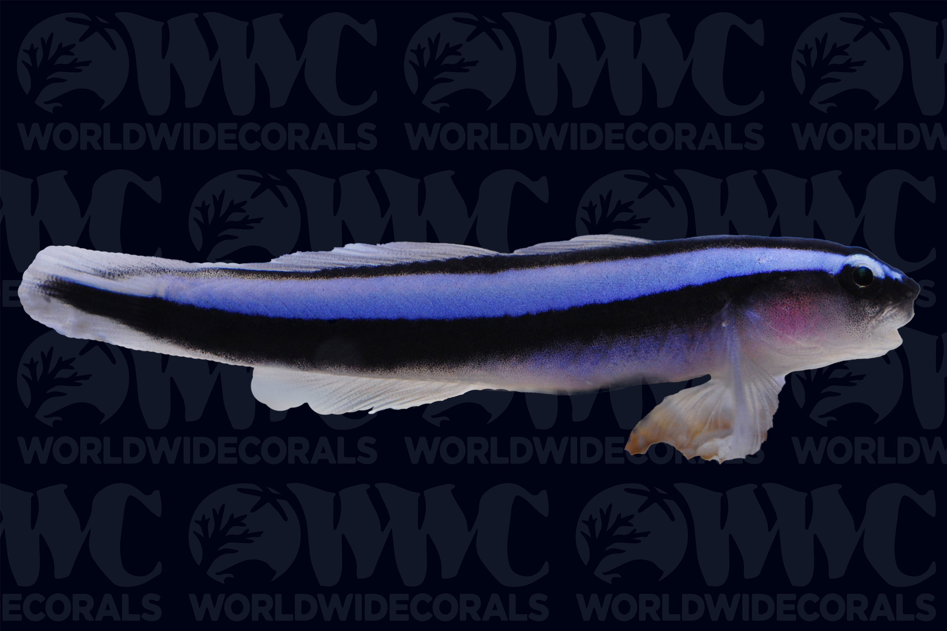 Neon Blue Cleaner Goby - Aquacultured - USA