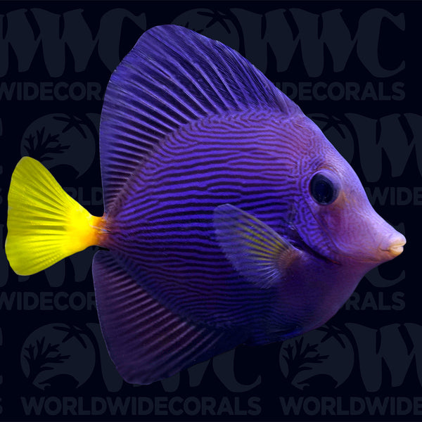 Purple Tangs Aquacultured - USA