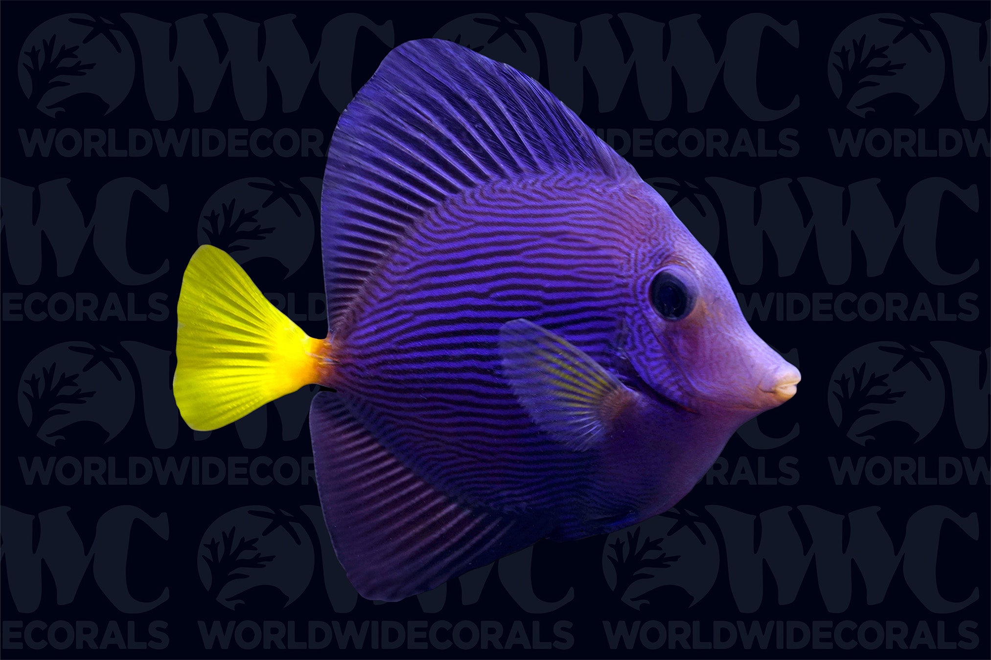 Purple Tang - Aquacultured