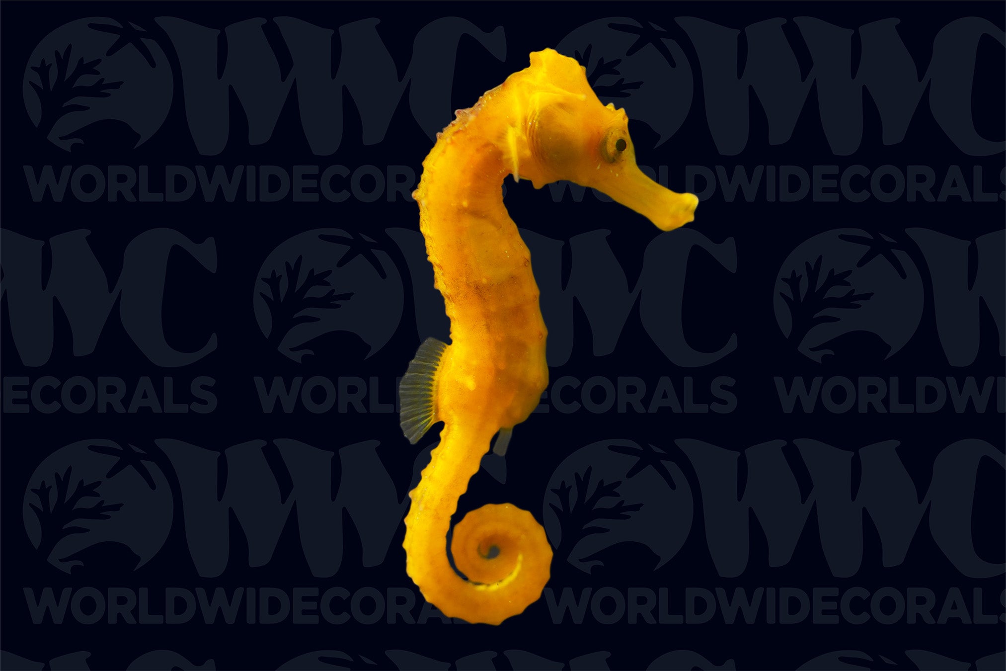 Longsnout Reidi Yellow Seahorse - Aquacultured - Taiwan