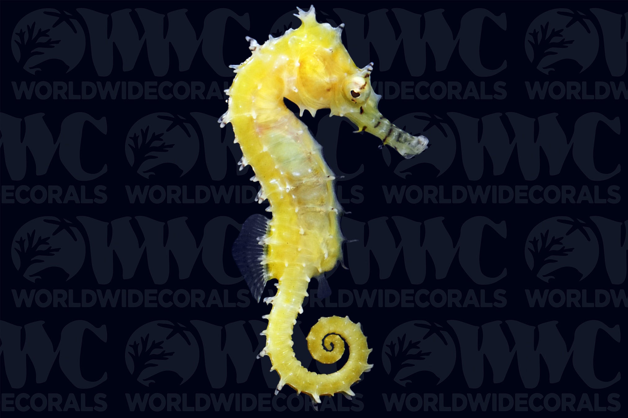 Longsnout Seahorse - Aquacultured - Australia