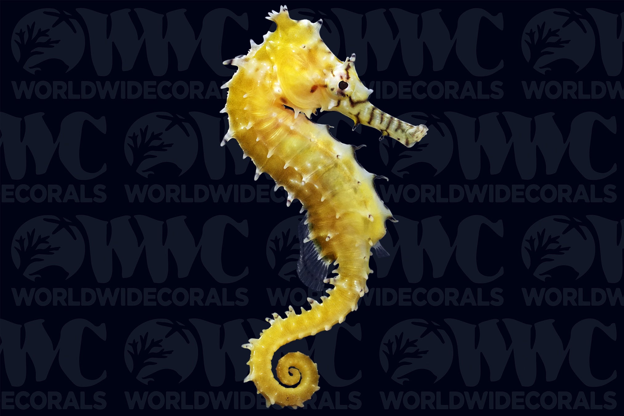 Barbouri Seahorse - Aquacultured - Australia