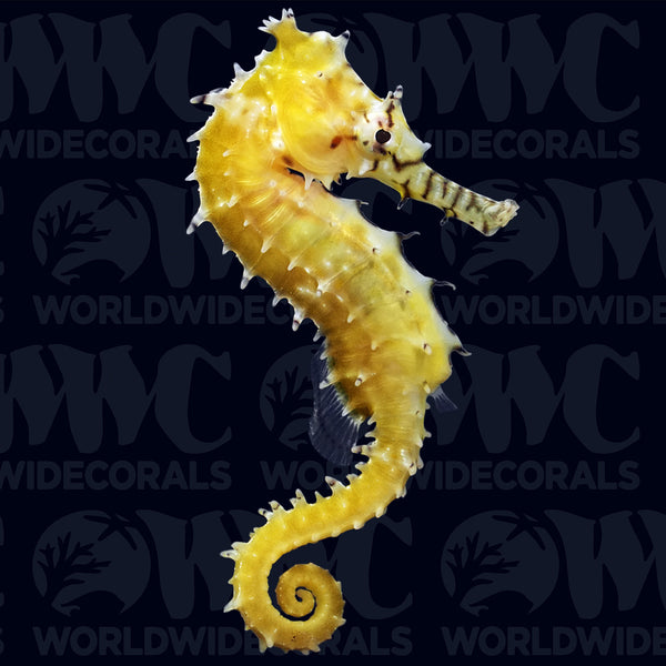 SeaHorse
