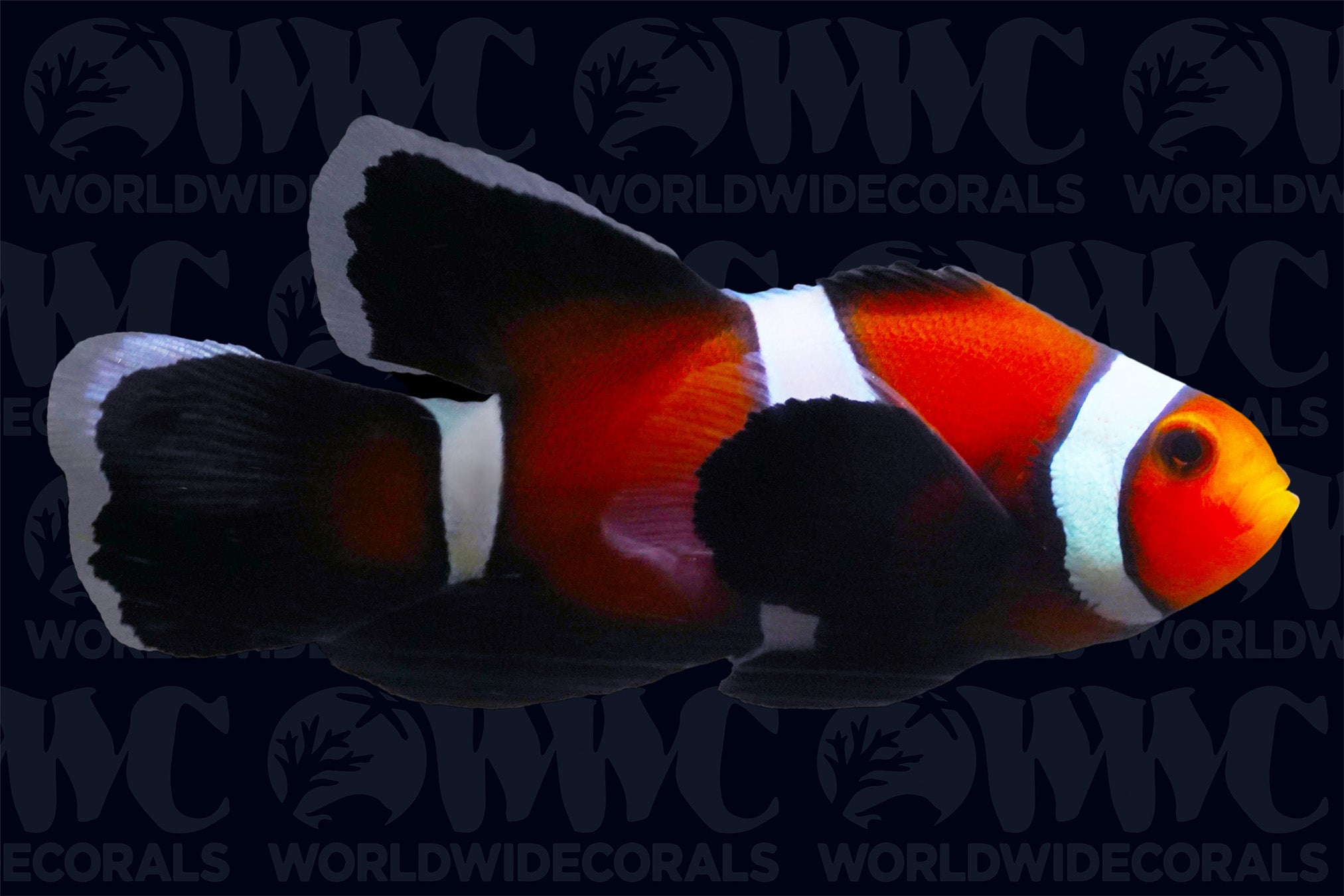 Longfin Mocha Ocellaris Clownfish - Aquacultured  - USA