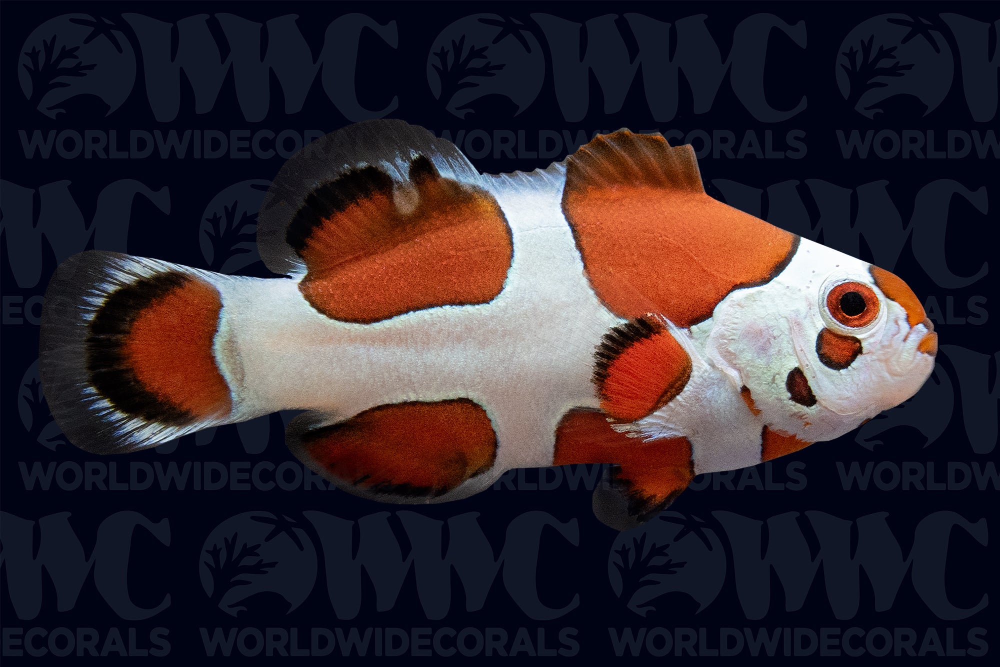 Orange Storm Ocellaris Clownfish - Aquacultured - USA (QM Labs)