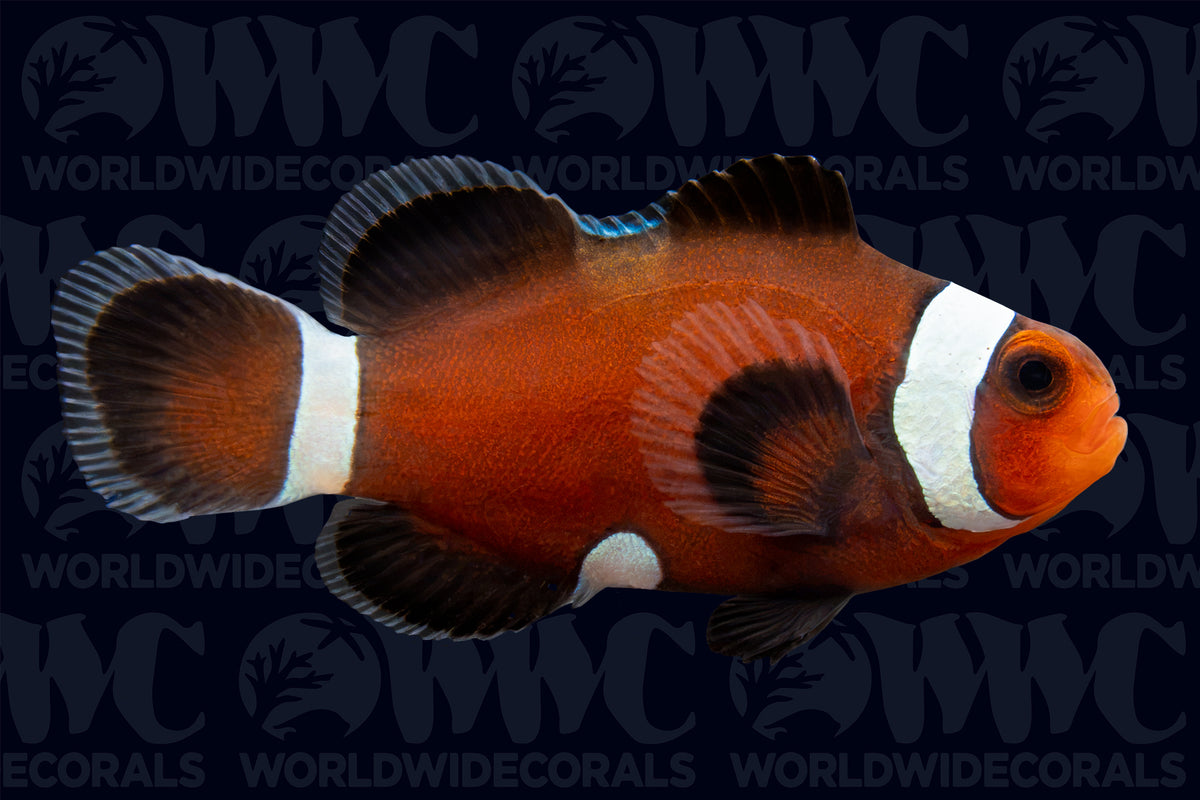 Extreme Misbar Darwin Ocellaris Clownfish - Aquacultured - USA (QM Labs)