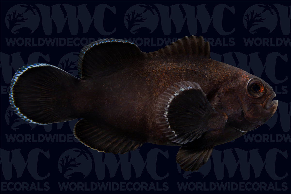 Darwin Midnight Ocellaris Clownfish - Aquacultured - USA (QM Labs)