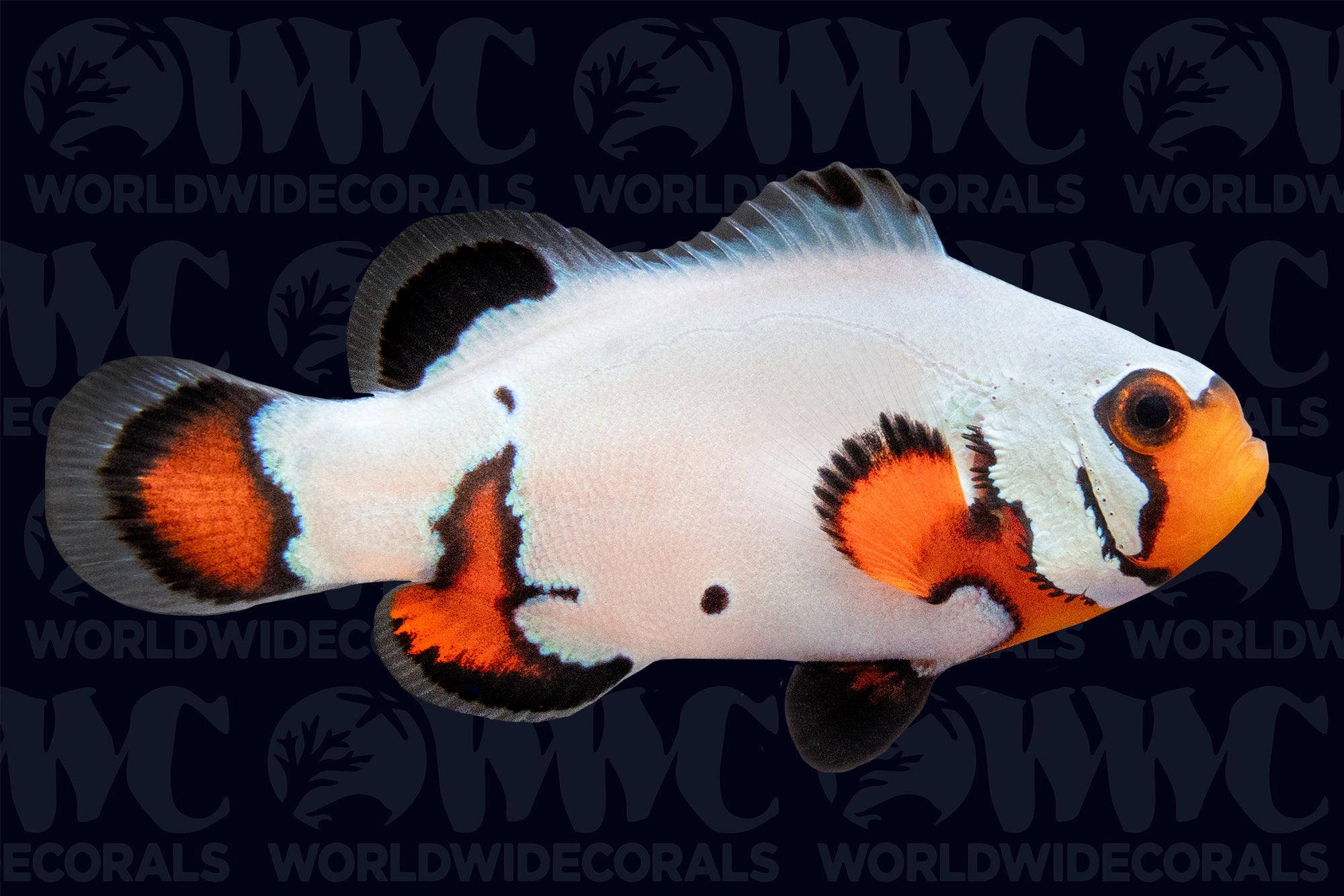 Flurry Ocellaris Clownfish - Aquacultured - USA (QM Labs)