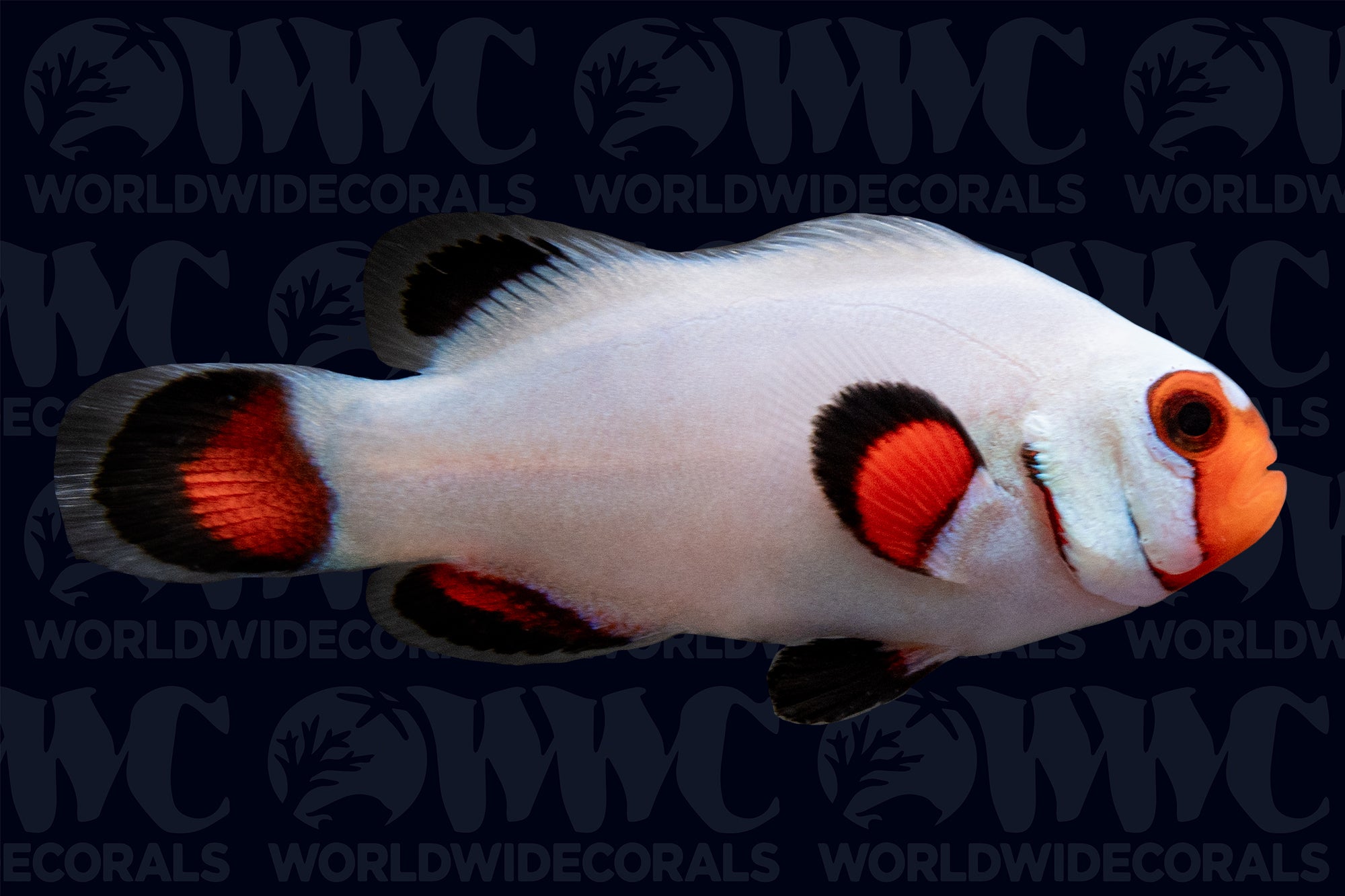 Wyoming White Ocellaris Clownfish - Aquacultured - USA (QM Labs)