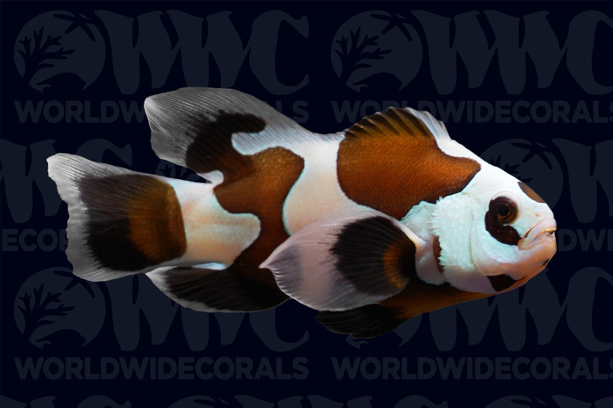 Longfin Mocha Storm Ocellaris Clownfish - Aquacultured - USA