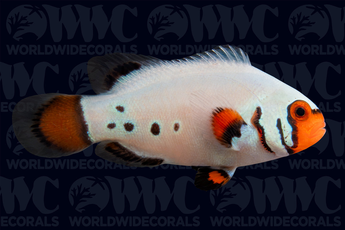 Frostbite Ocellaris Clownfish - Aquacultured - USA (QM Labs)