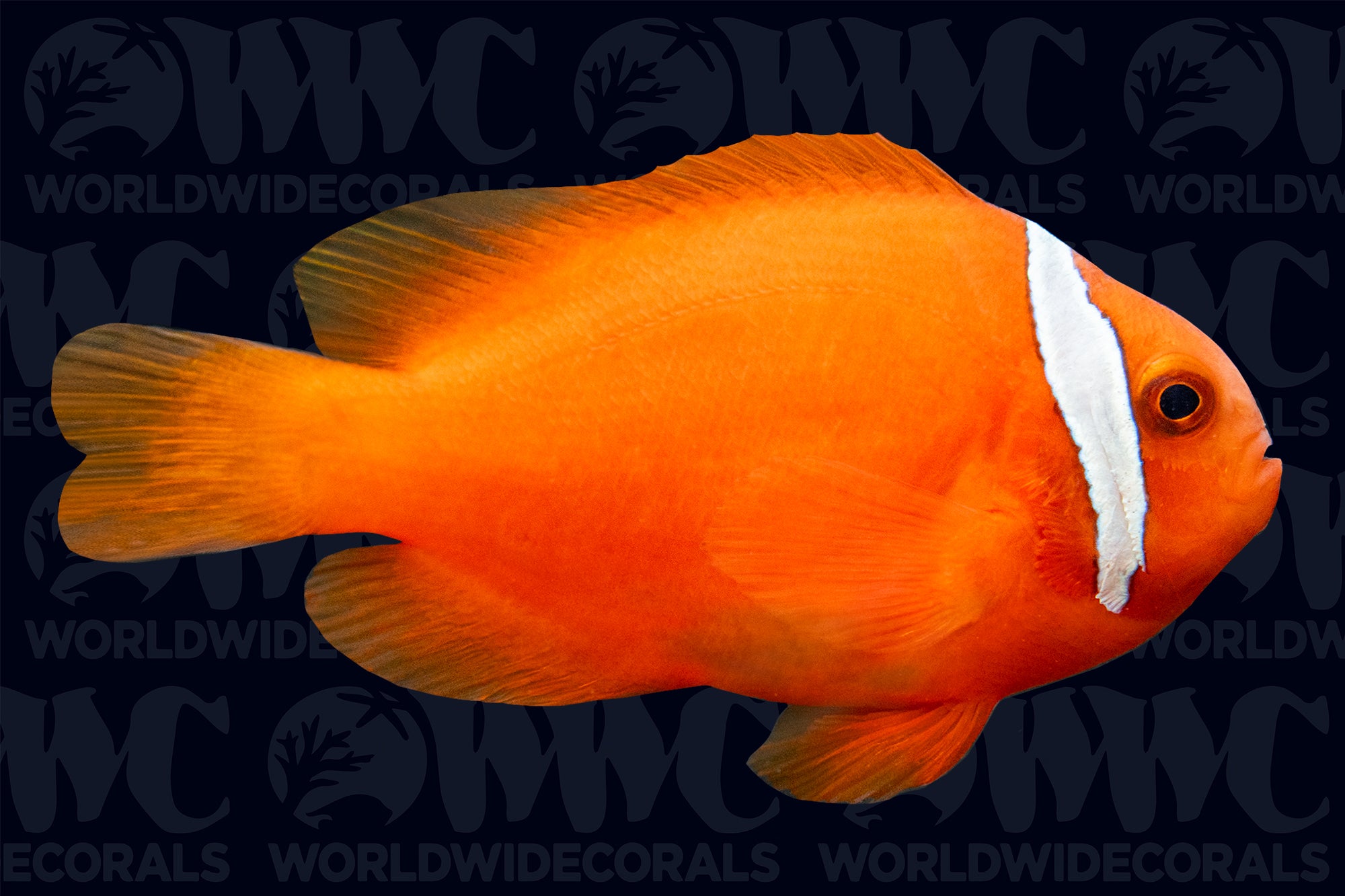 Tomato Clownfish - Aquacultured - USA (QM Labs)