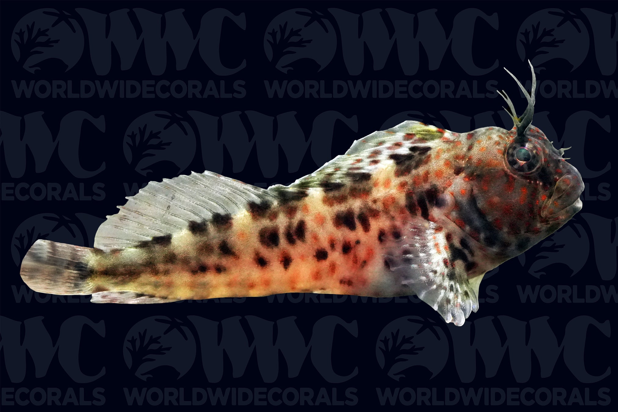 Atlantic Oyster Blenny - Aquacultured - USA