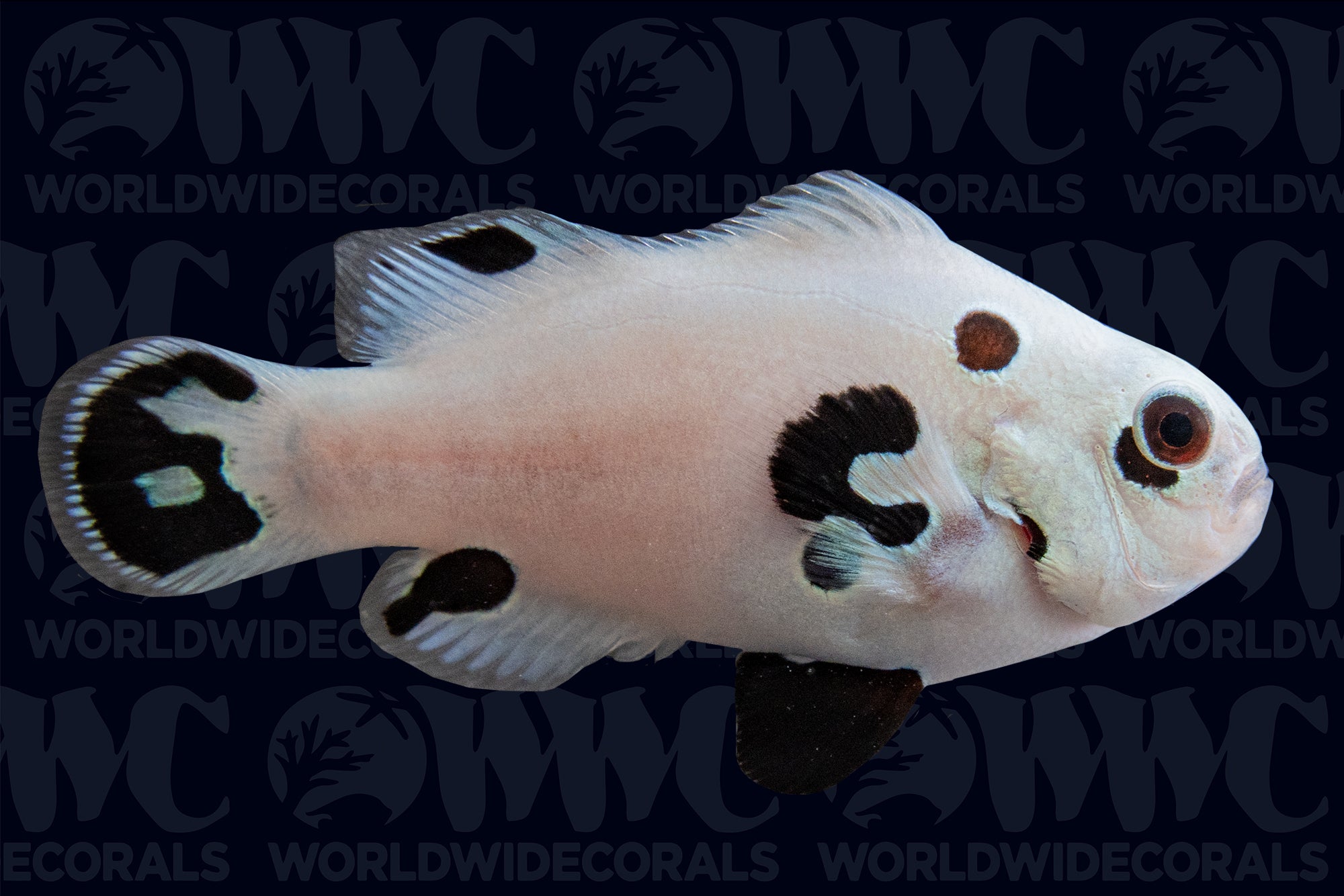 Super Storm Ocellaris Clownfish - Aquacultured - USA (QM Labs)