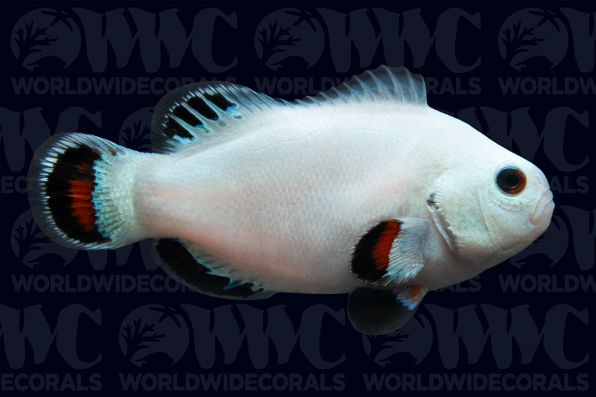 Solar Storm Ocellaris Clonwnfish - Aquaculuted USA  (QM Labs)