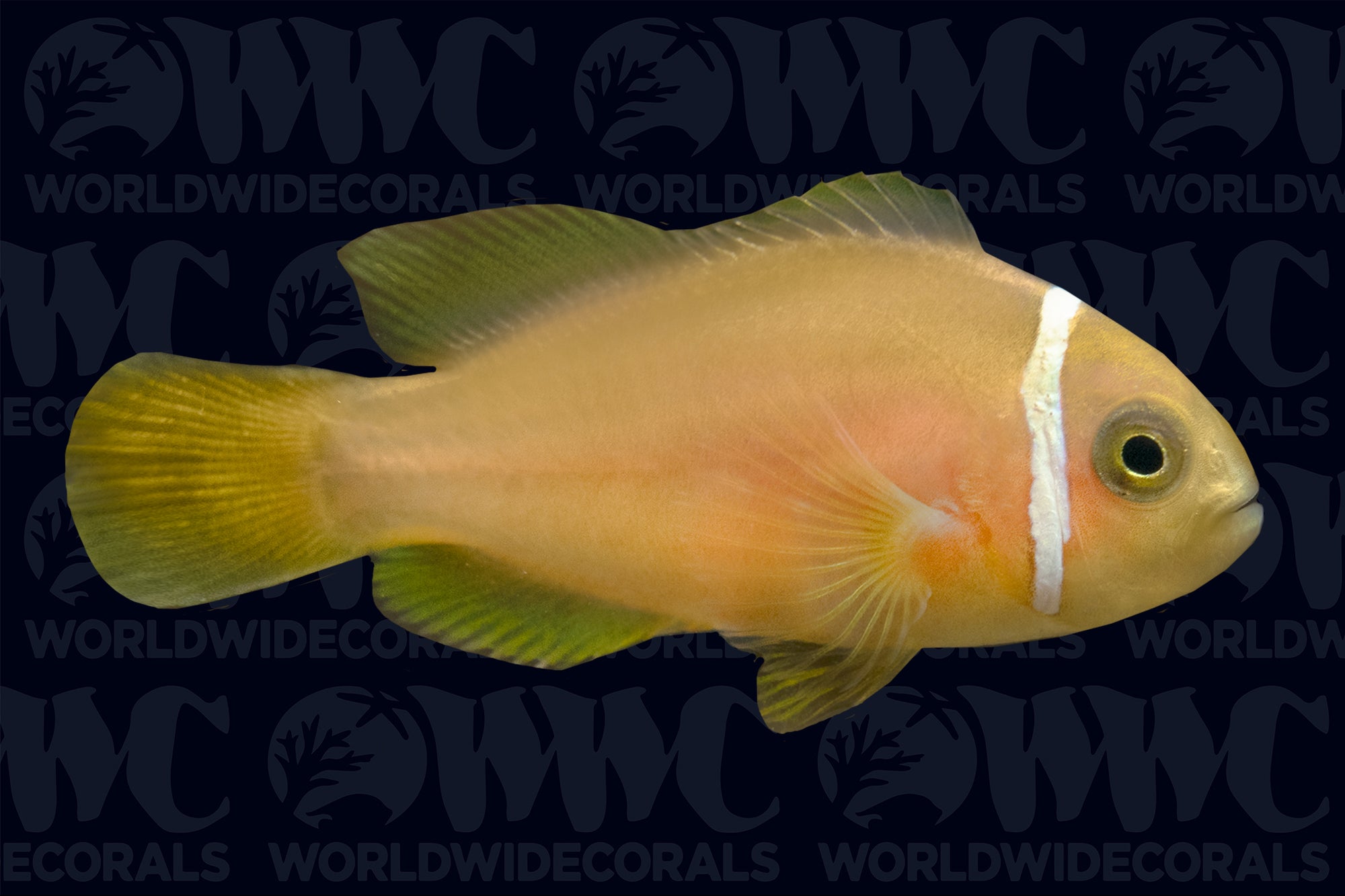 True Rose Skunk Clownfish - Aquacultured - USA (QM Labs)