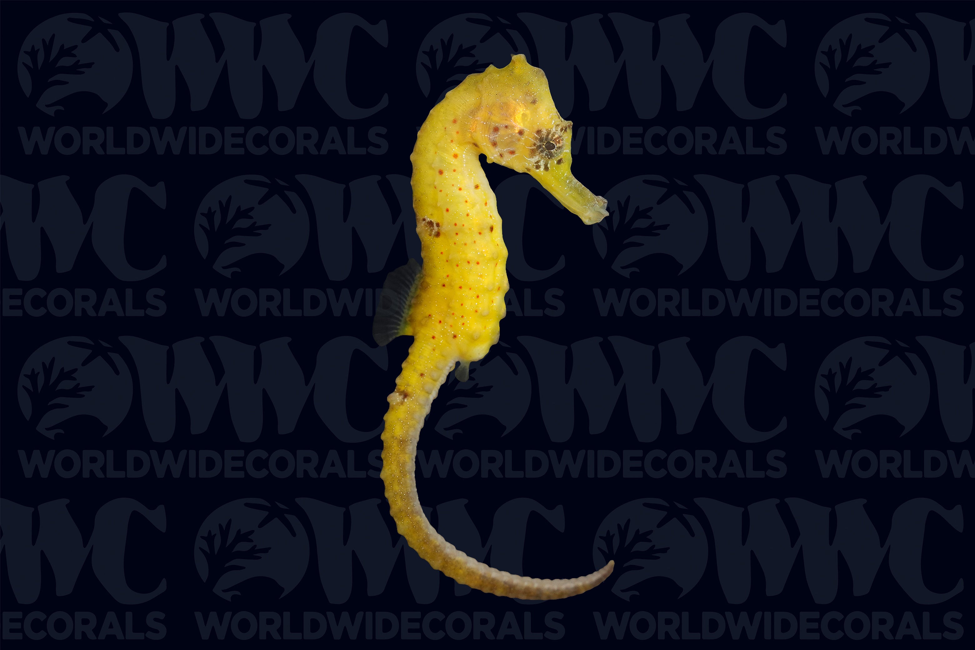 Kuda Seahorse - Aquacultured - Australia