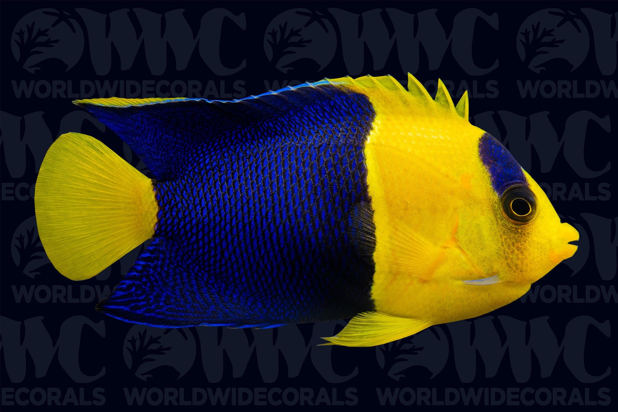 Bicolor Dwarf Angelfish - Fiji