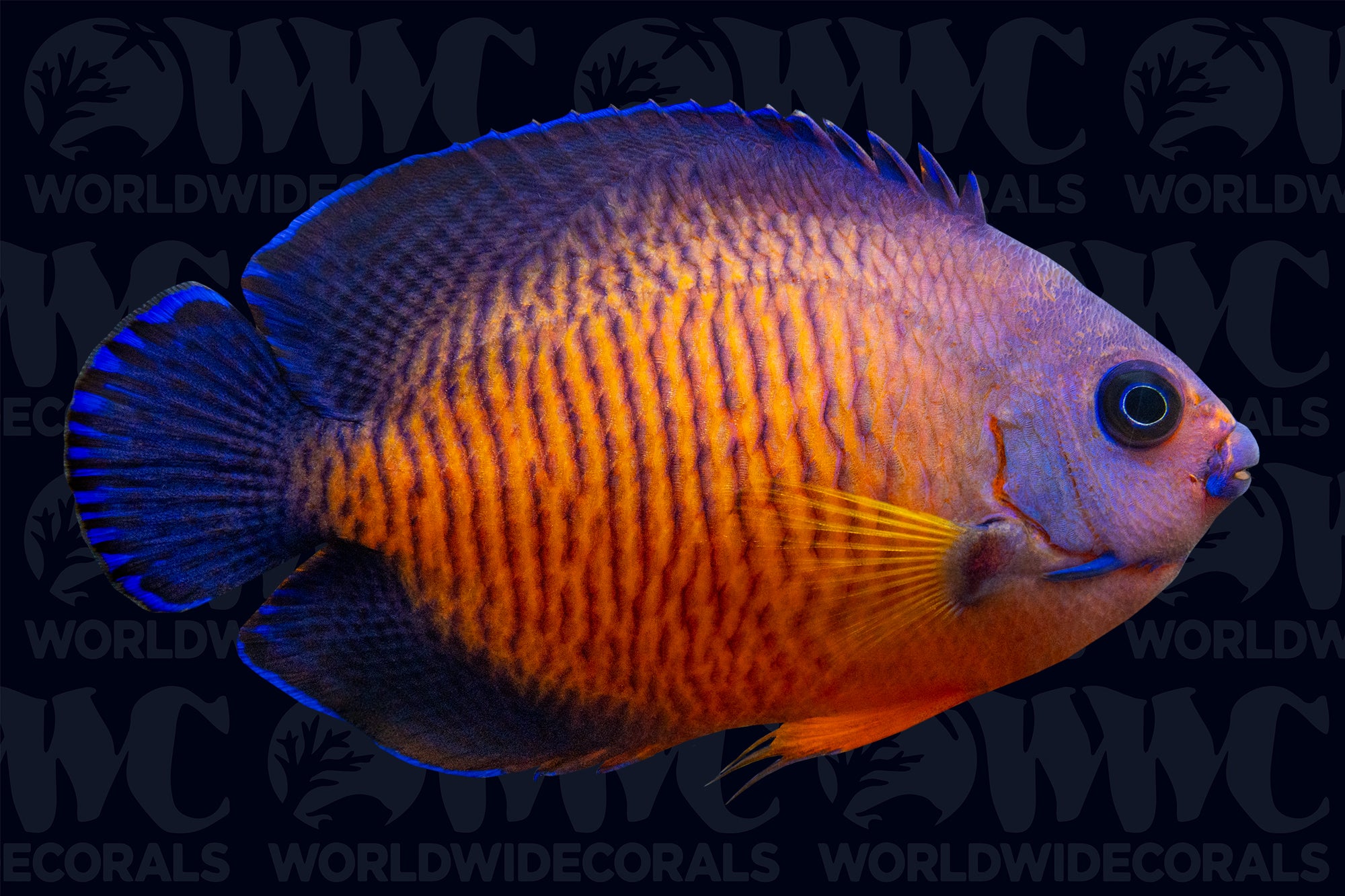 Coral Beauty Dwarf Angelfish - Fiji