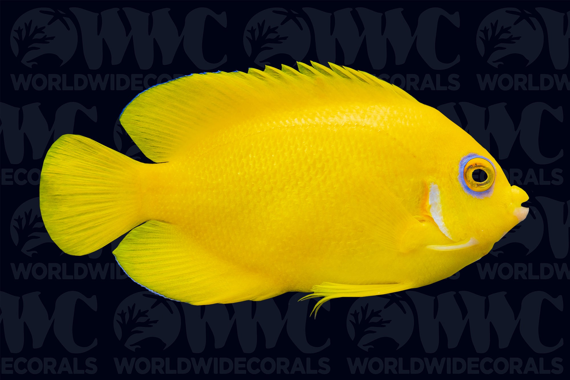 Lemon Peel Dwarf Angelfish - Fiji