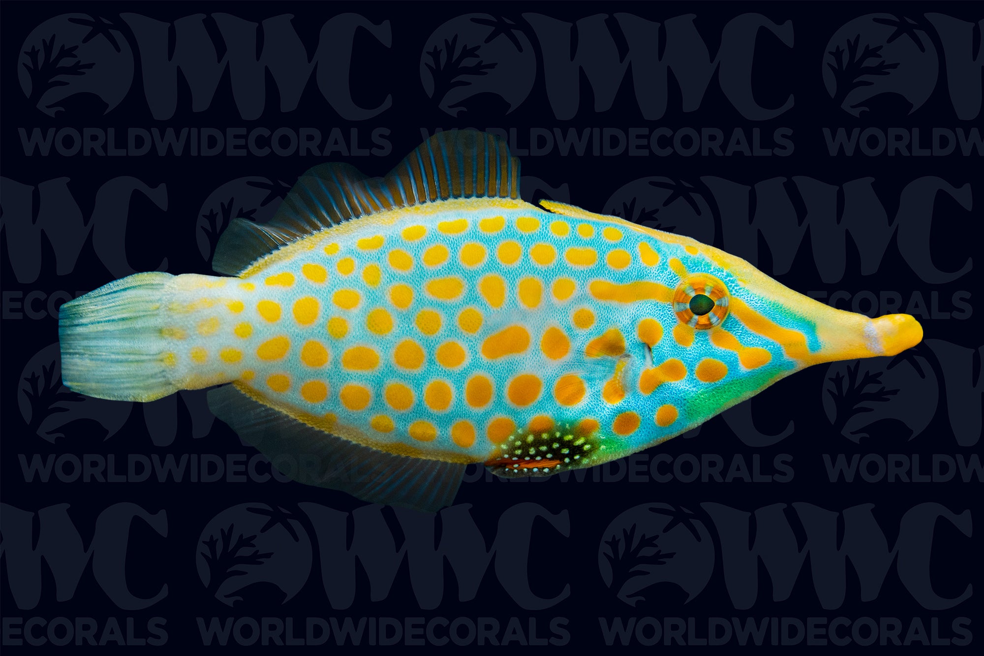 Orange Spot Filefish - Fiji